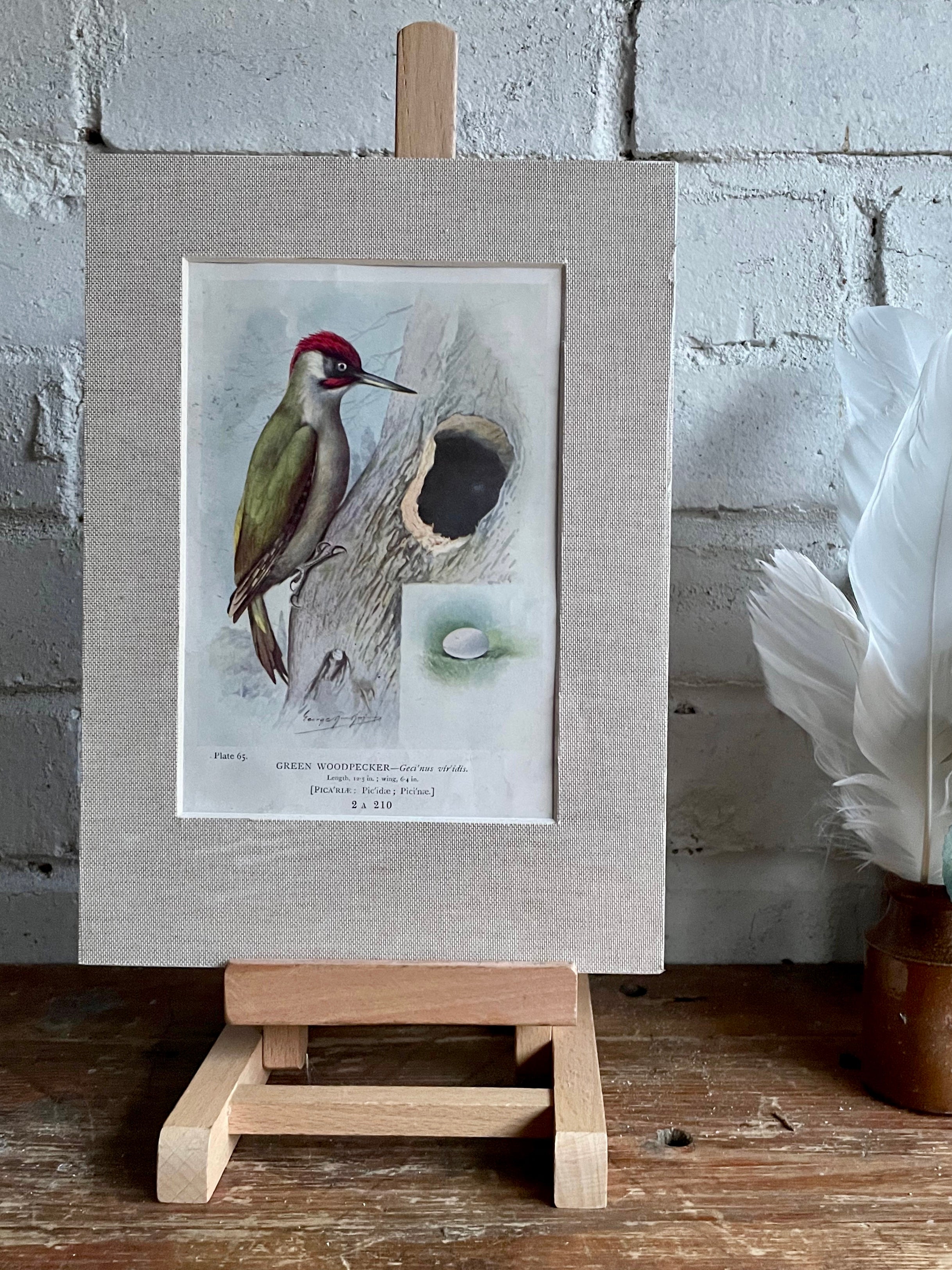 19th Century Bird Illustration with Linen Mount - Green Woodpecker