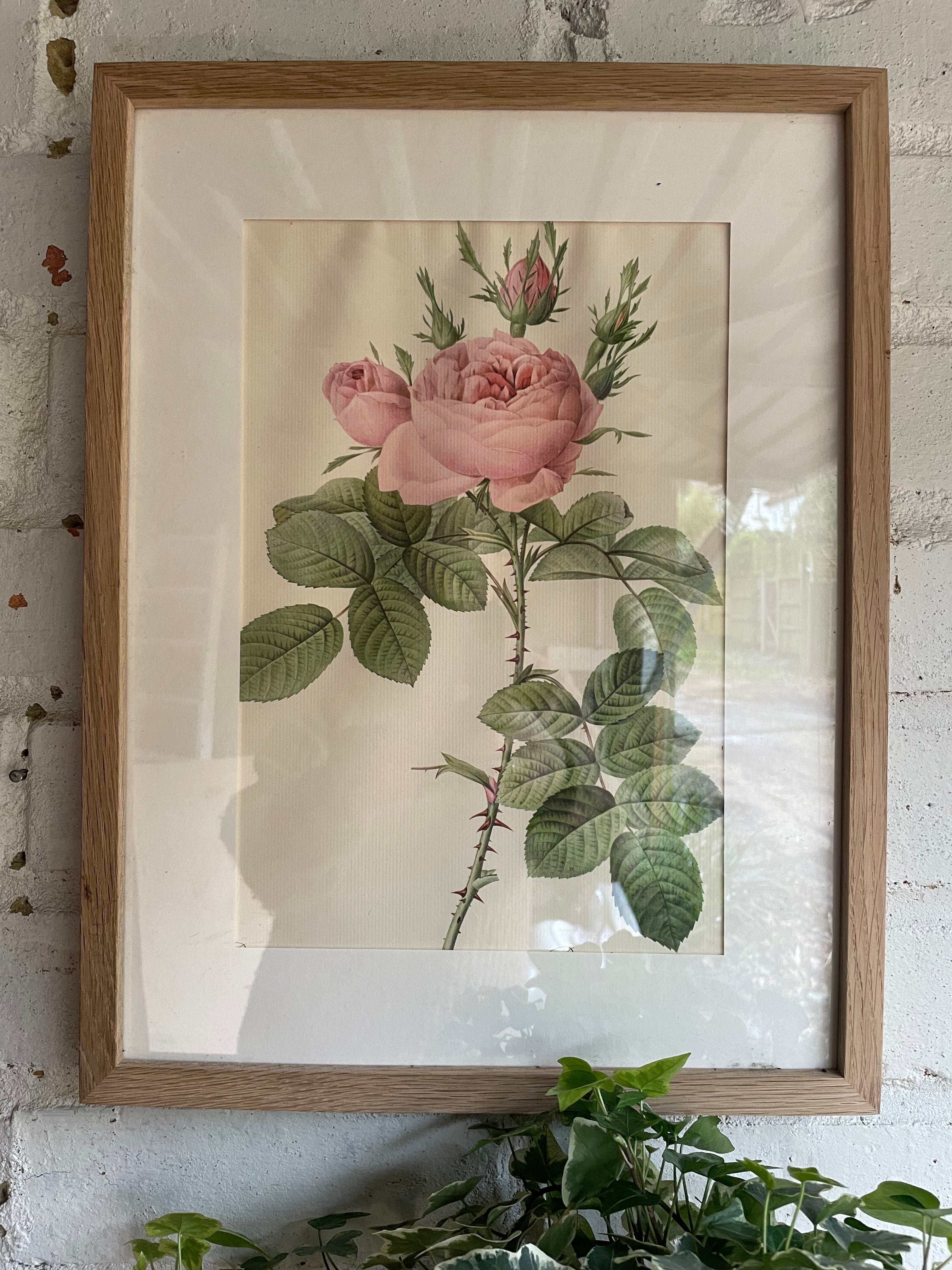Framed 19th Century Botanical Illustration of Roses