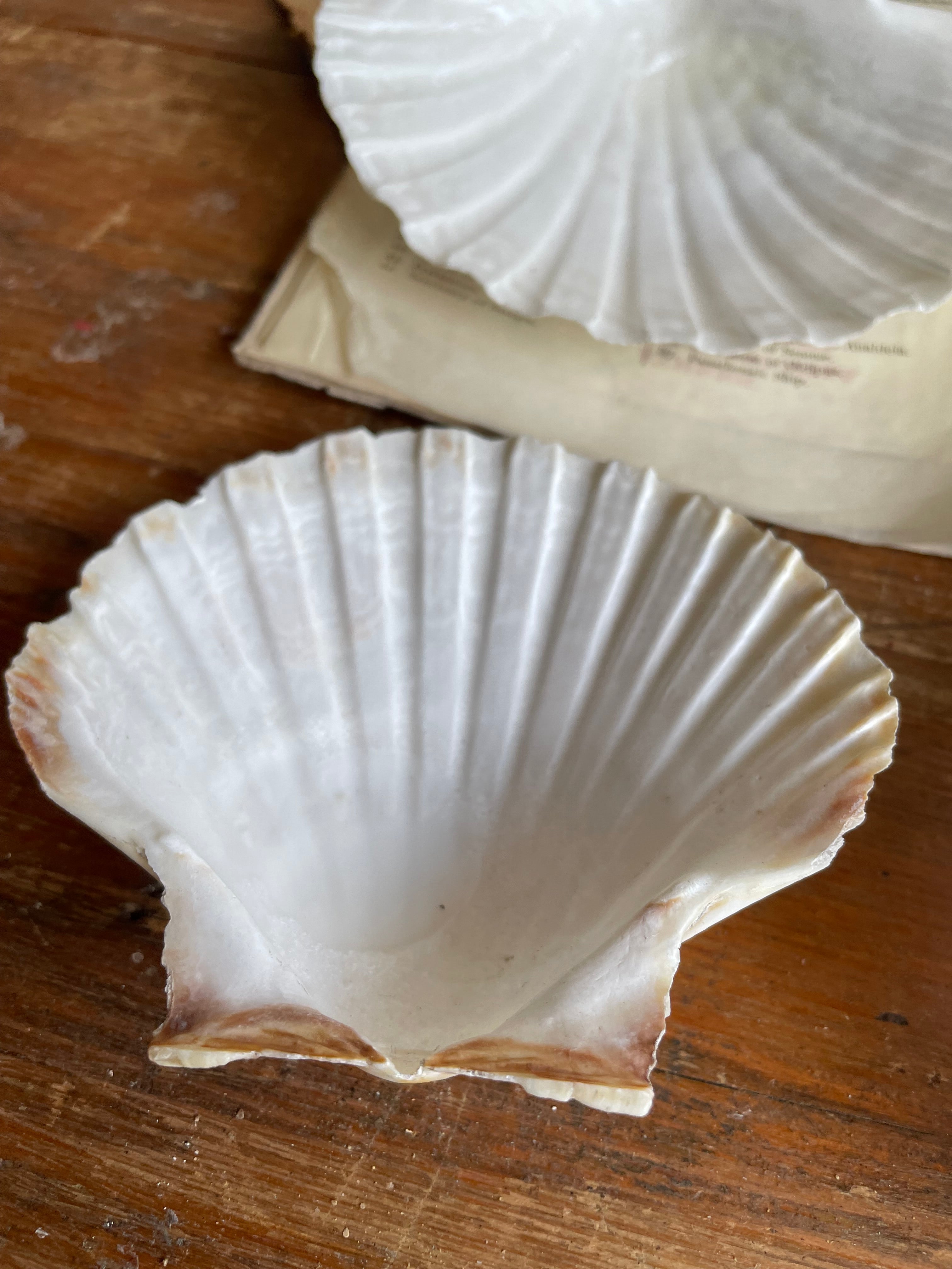 Set of Four Clam Shells