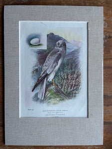 19th Century Bird Illustration with Linen Mount - Hen Harrier