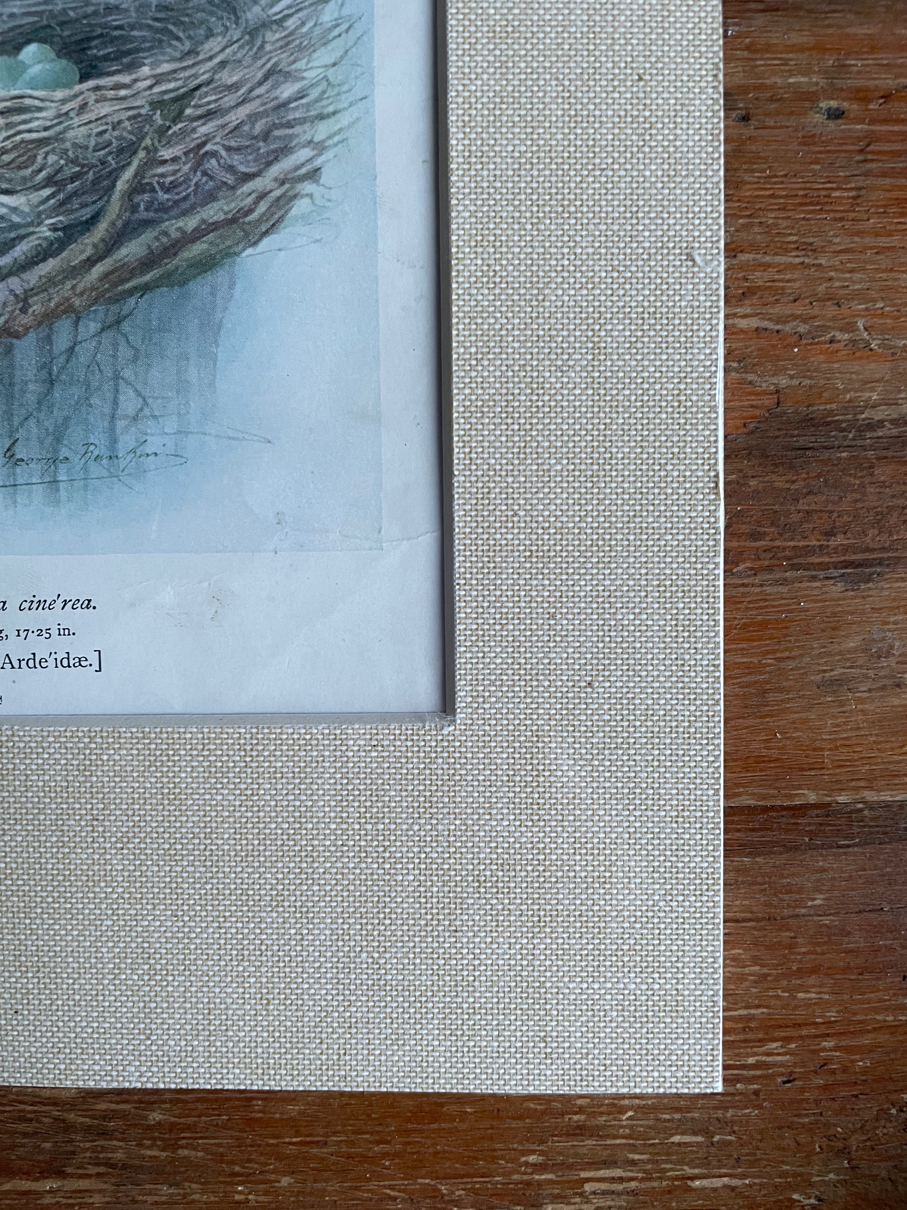 19th Century Bird Illustration with Linen Mount - Heron