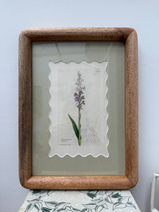 Bespoke Framed 19th Century Coloured Botanical Illustration
