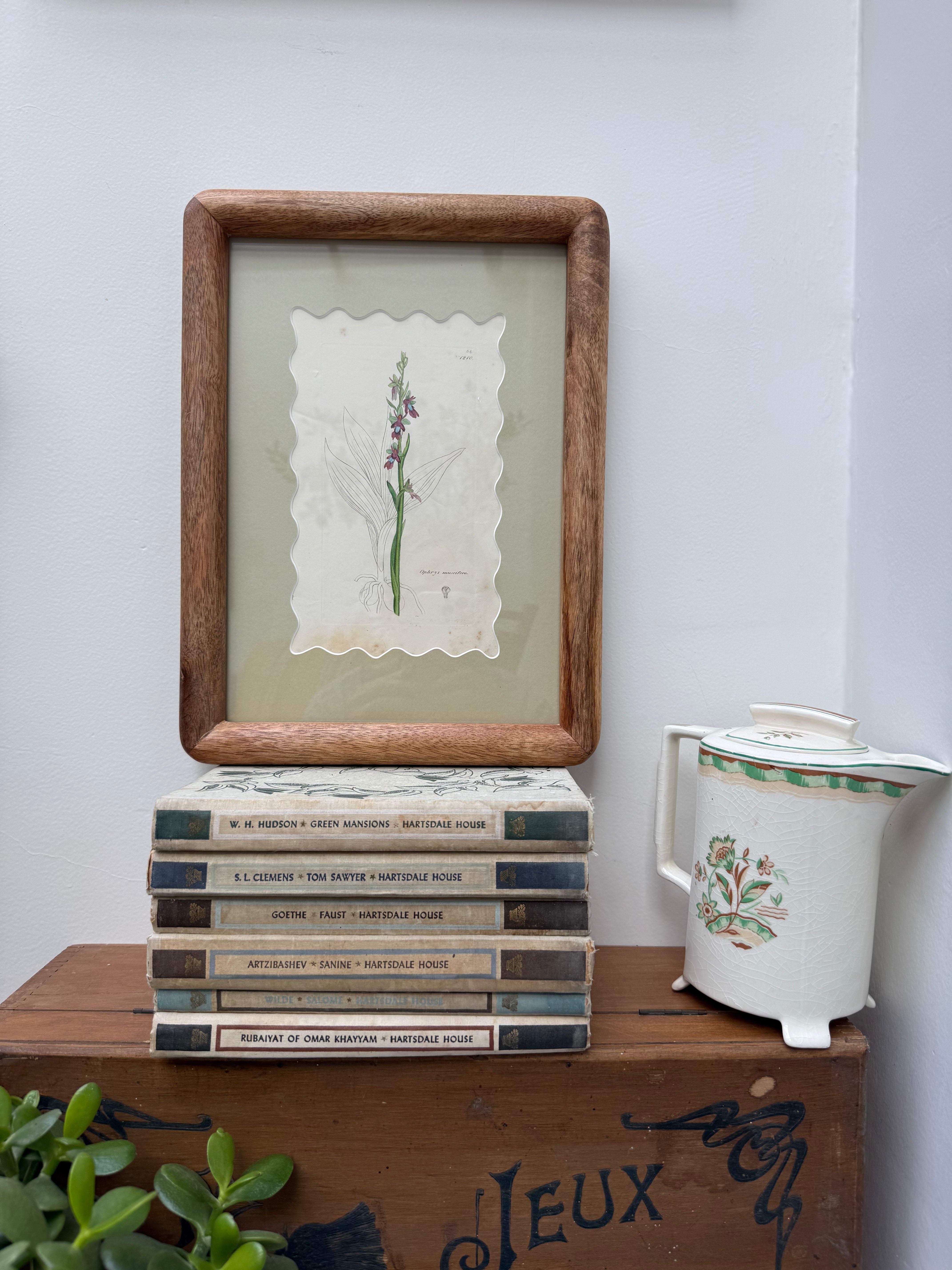 Bespoke Framed 19th Century Coloured Botanical Illustration
