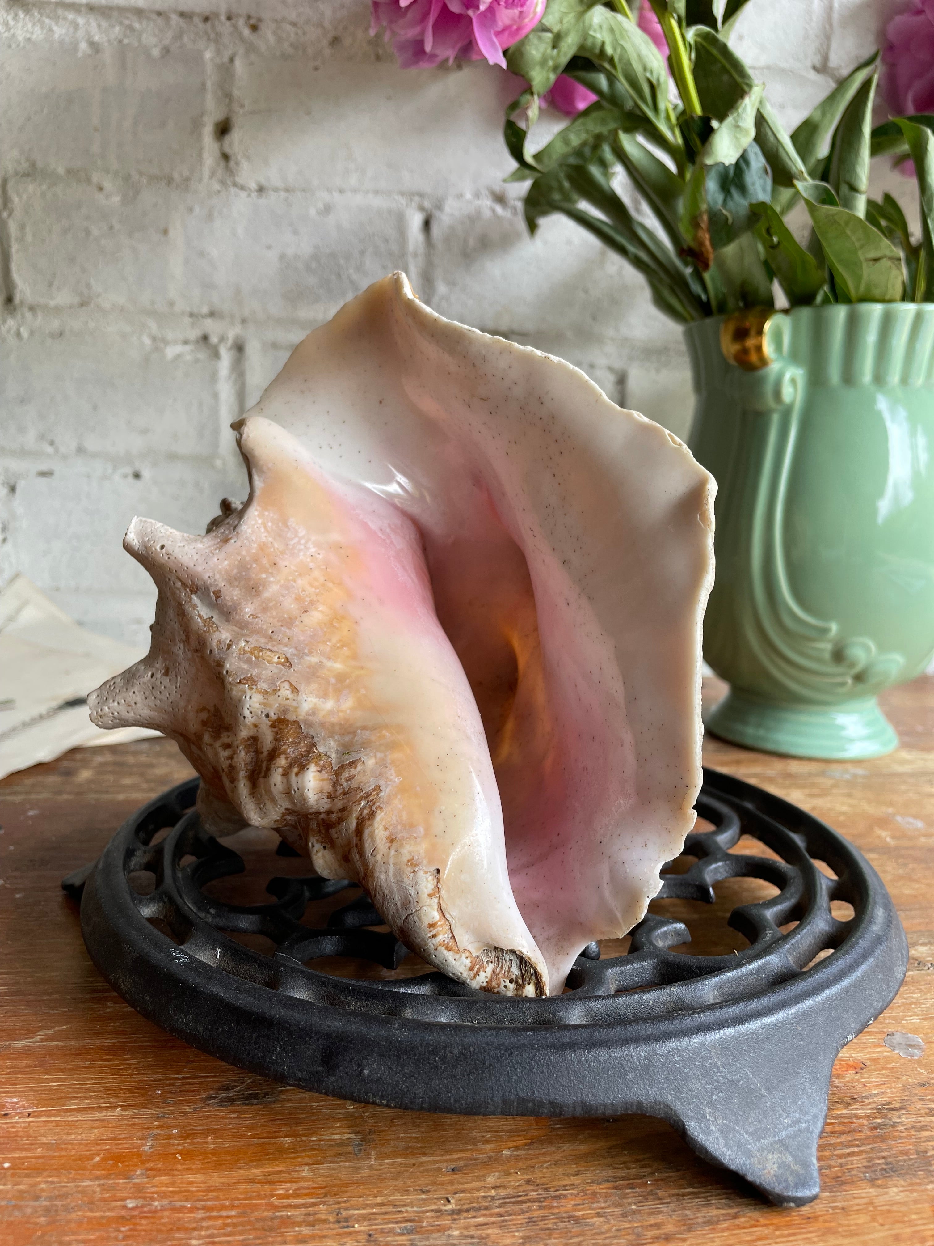 Old Murex Shell