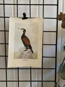 19th Century Coloured Book Plate of a Bird