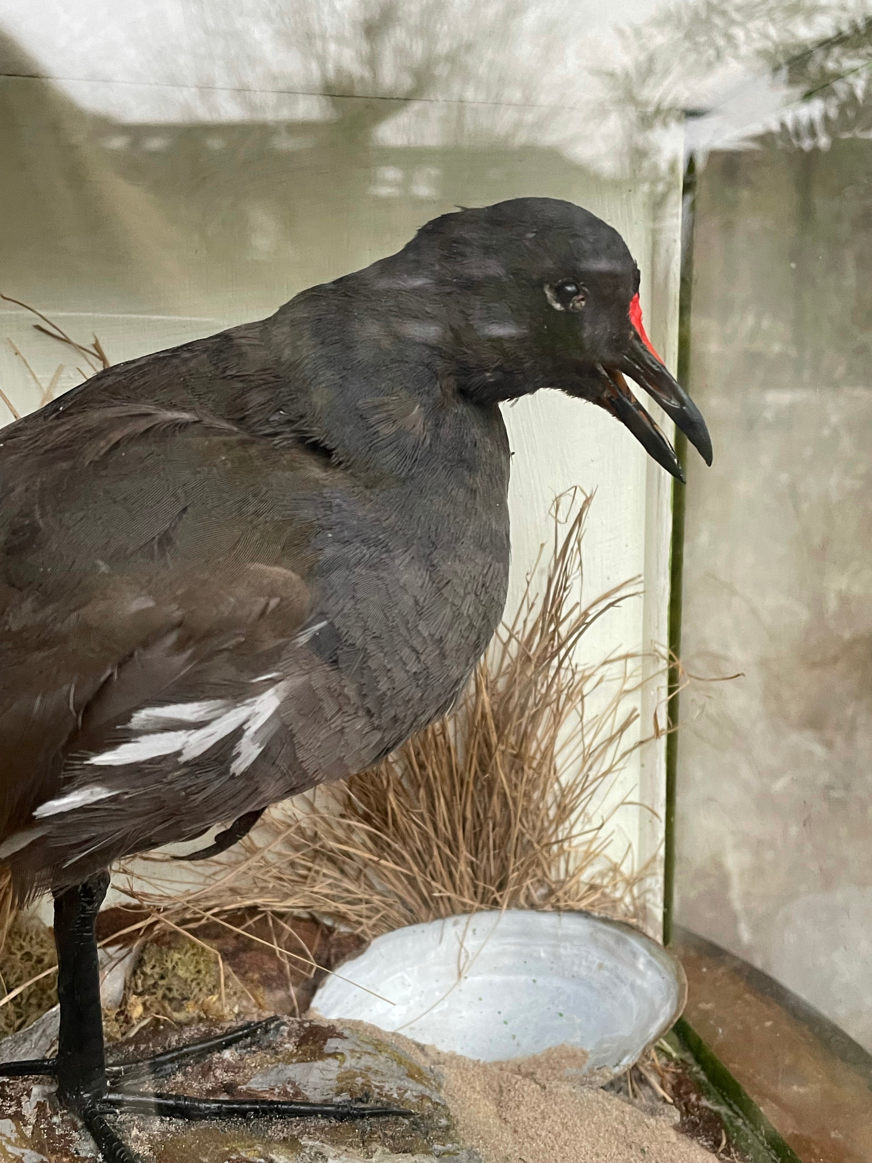 Boxed Taxidermy Moorhen