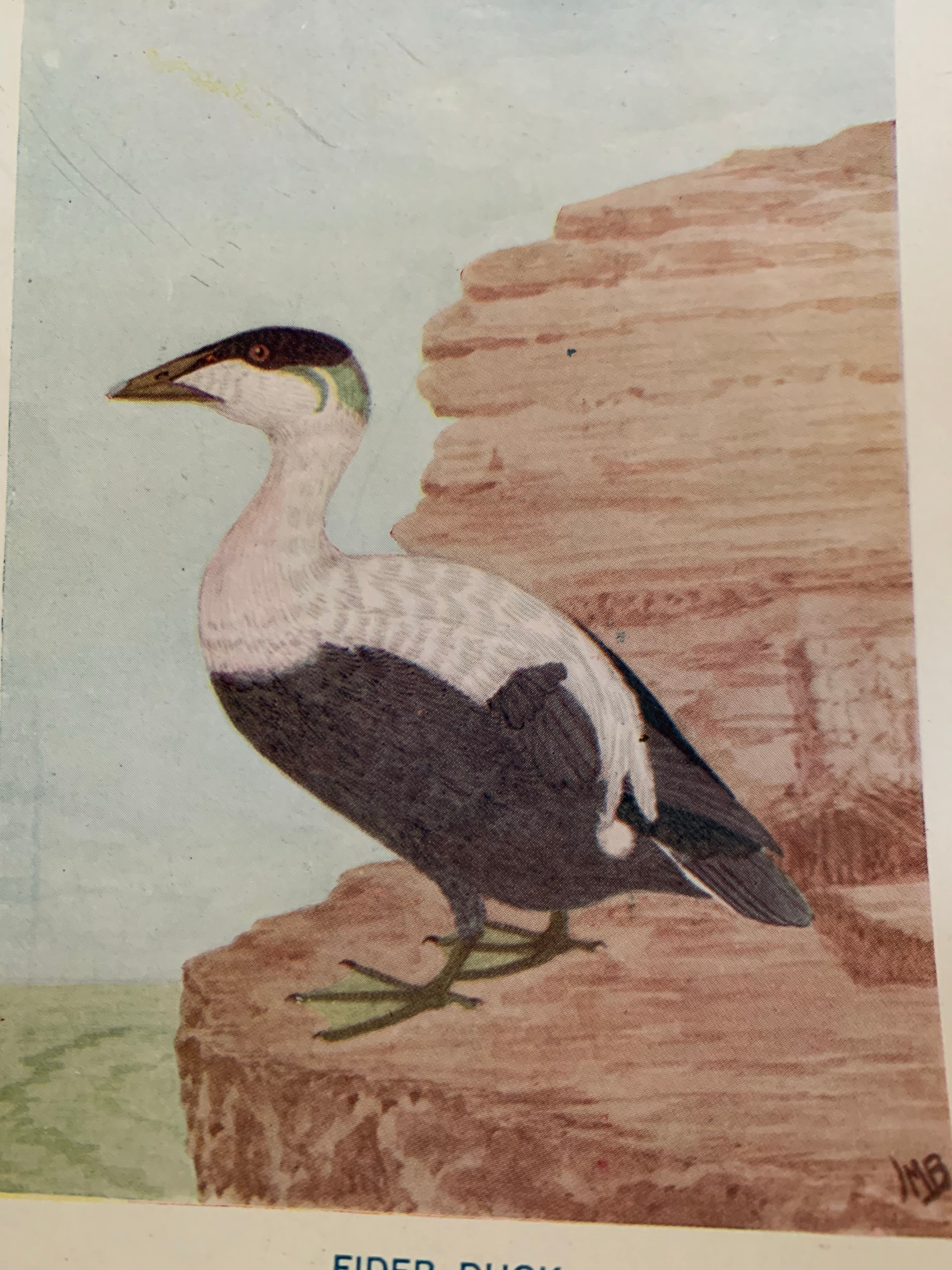 19th Century Coloured Book Plate of a Bird