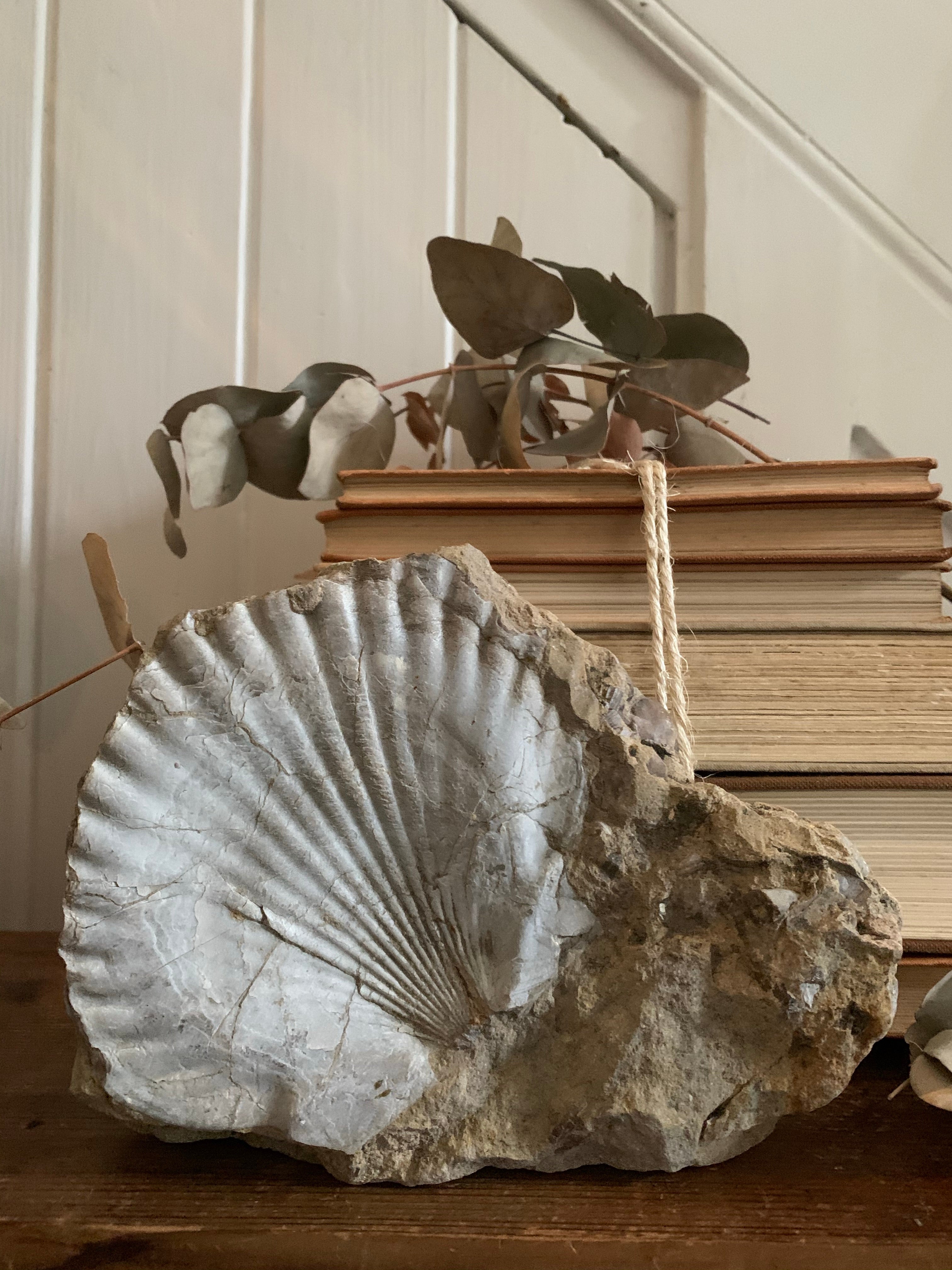 Shell Fossil