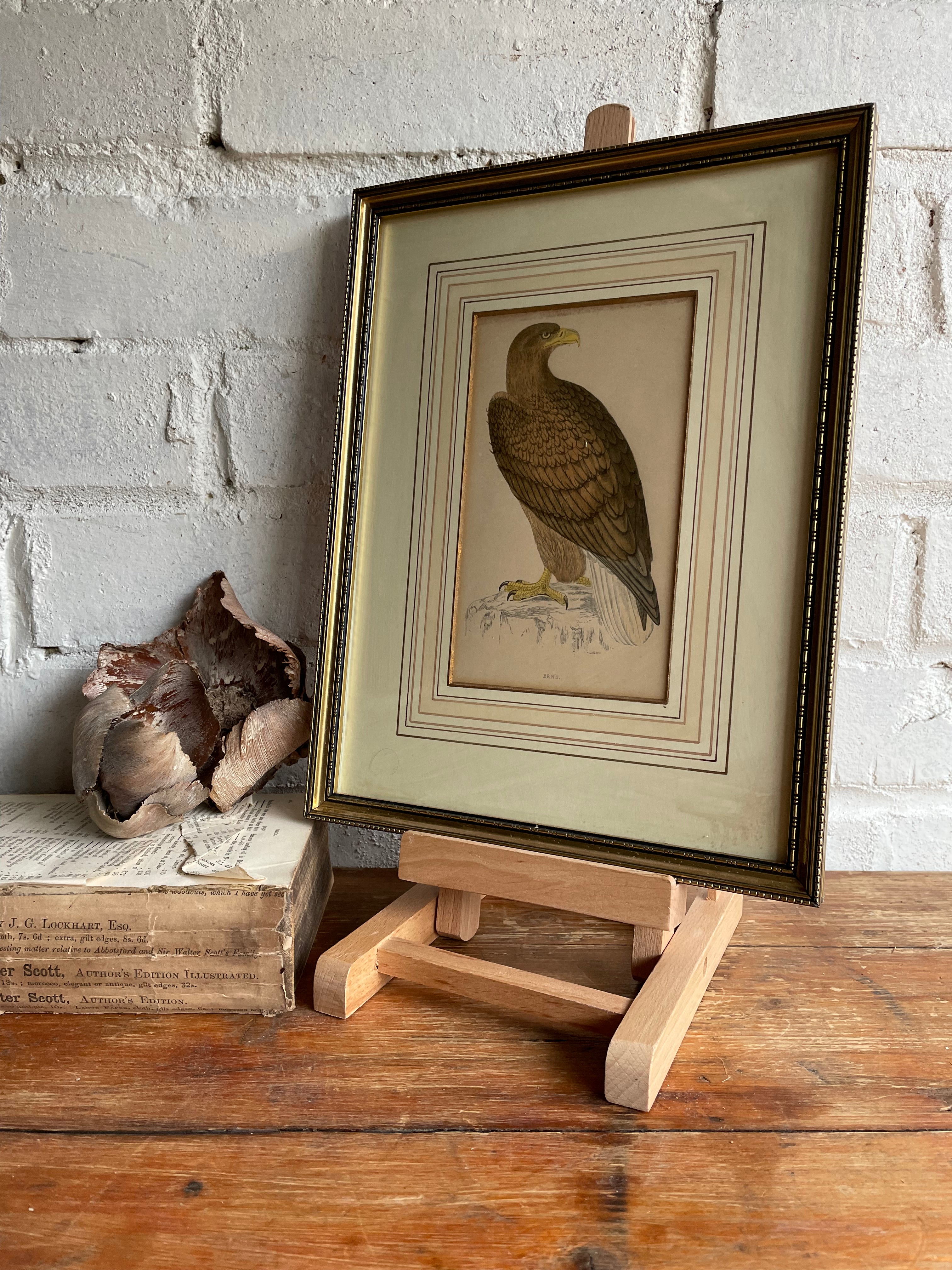 19th Century Framed Bird Print: Erne (Sea Eagle)