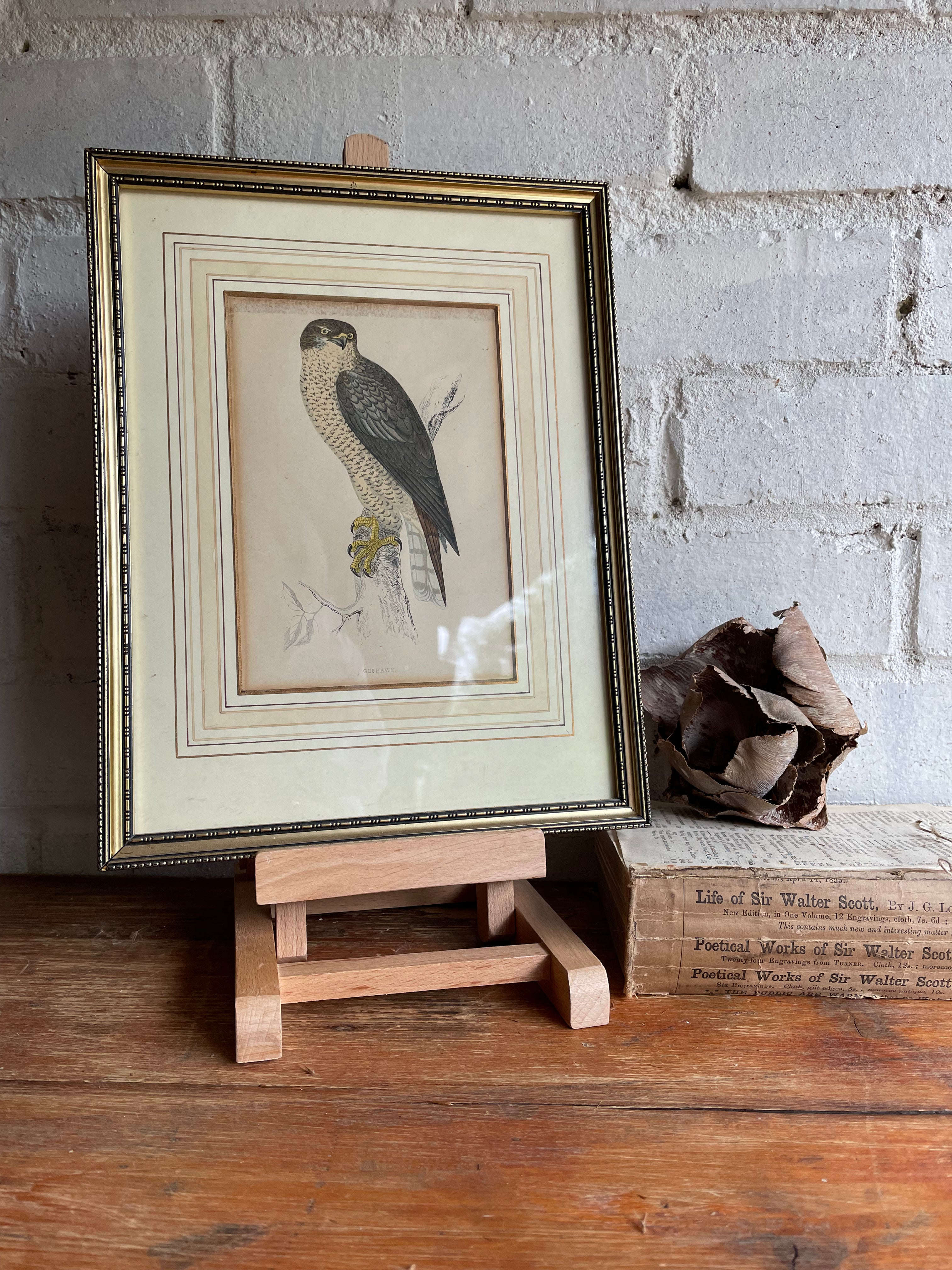 19th Century Framed Bird Print: Goshawk