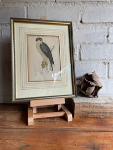 19th Century Framed Bird Print: Goshawk