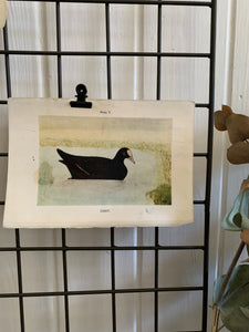 19th Century Coloured Book Plate of a Bird