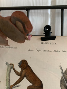 19th Century Coloured Engravings of Mammals: Monkeys