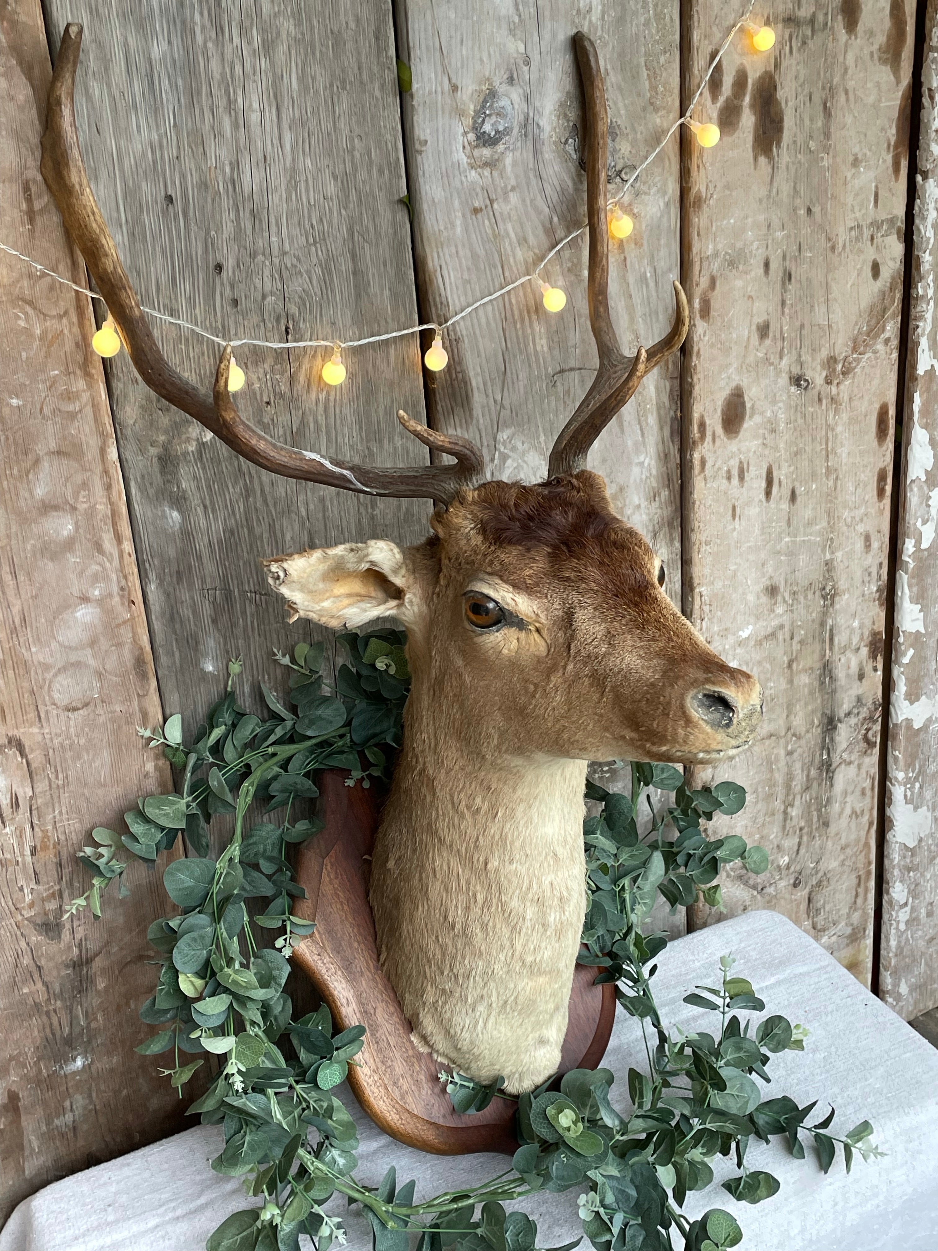 French Taxidermy Deer Head