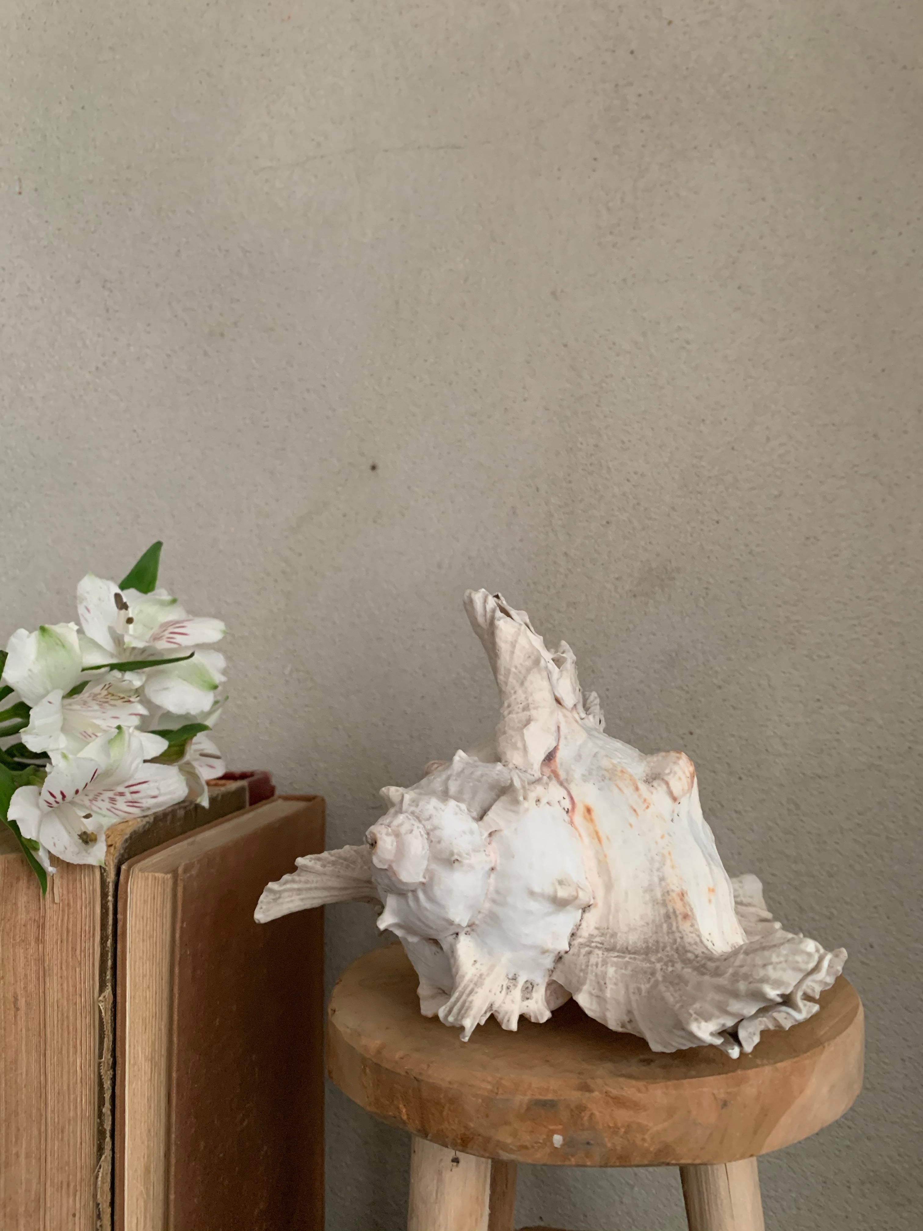 Large White Shell
