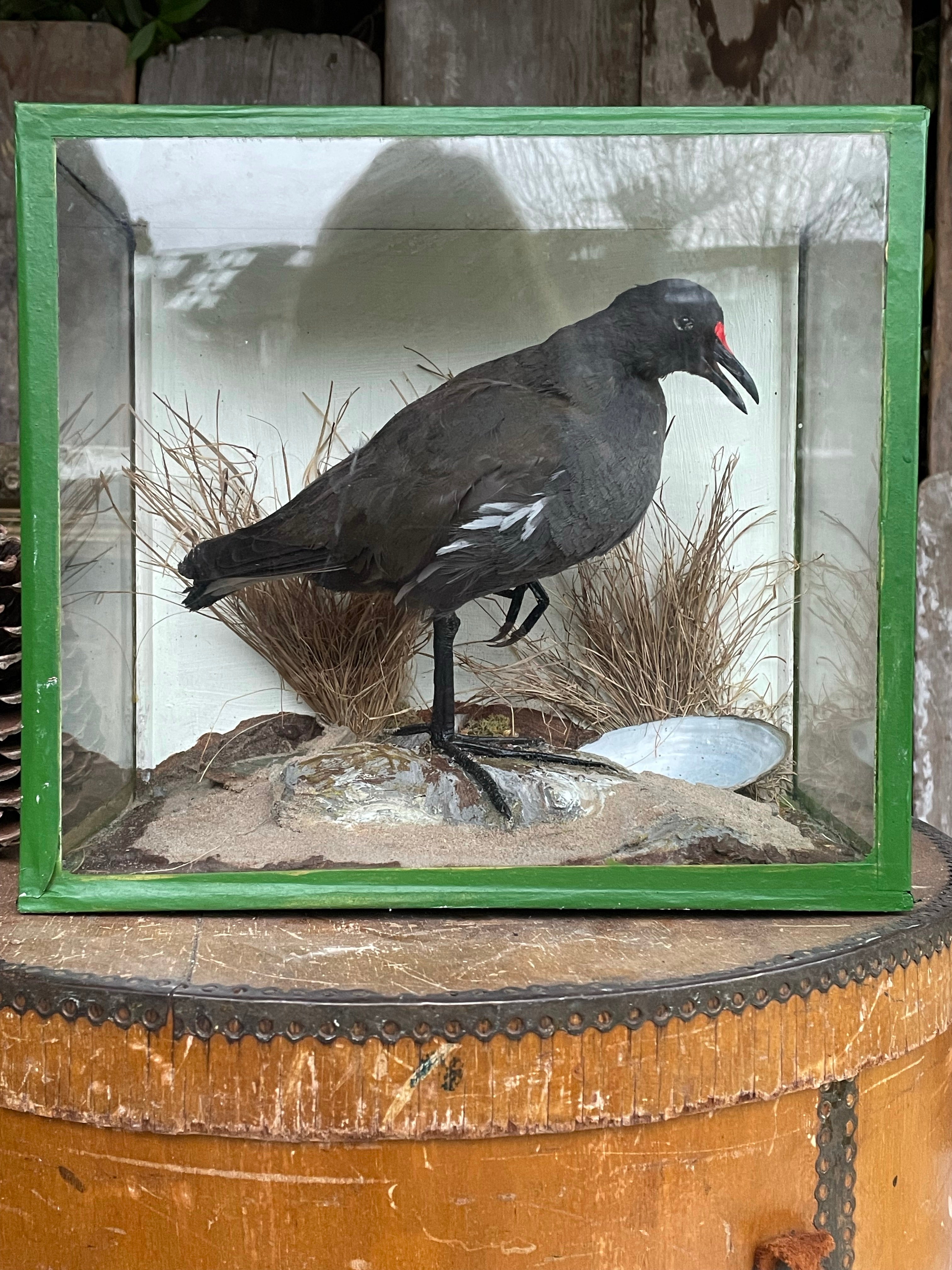 Boxed Taxidermy Moorhen