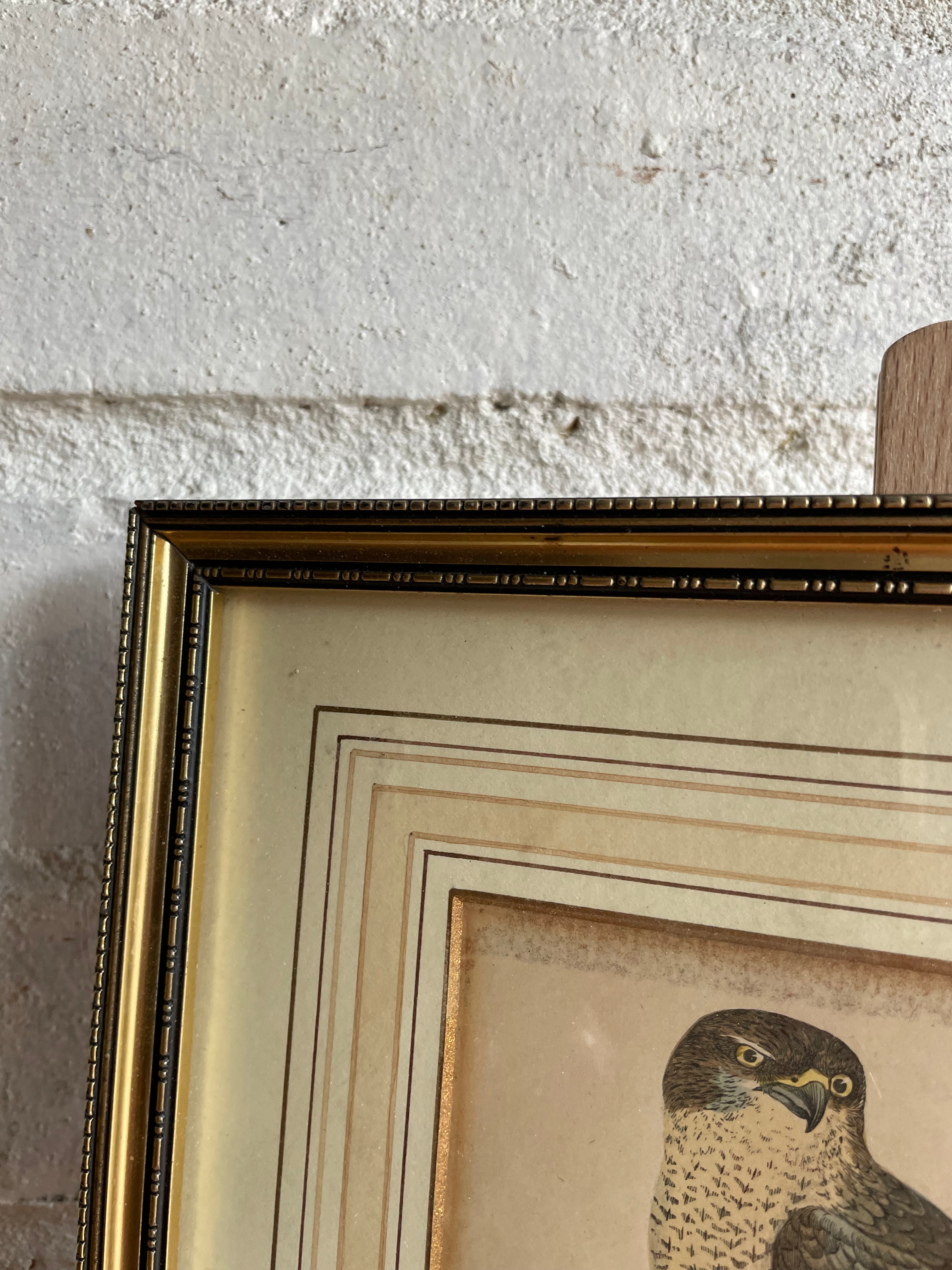 19th Century Framed Bird Print: Goshawk
