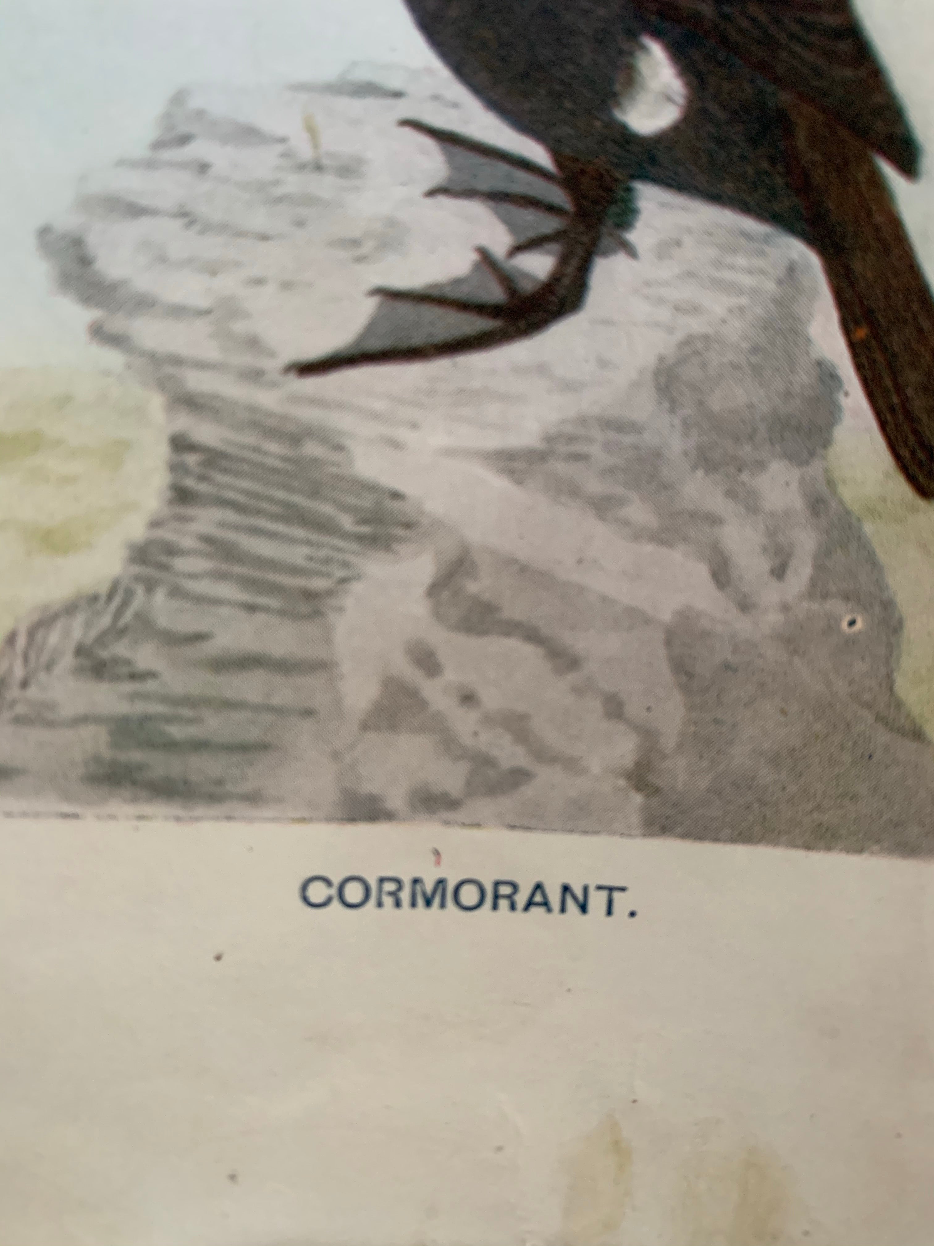 19th Century Coloured Book Plate of a Bird