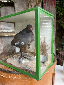 Boxed Taxidermy Moorhen