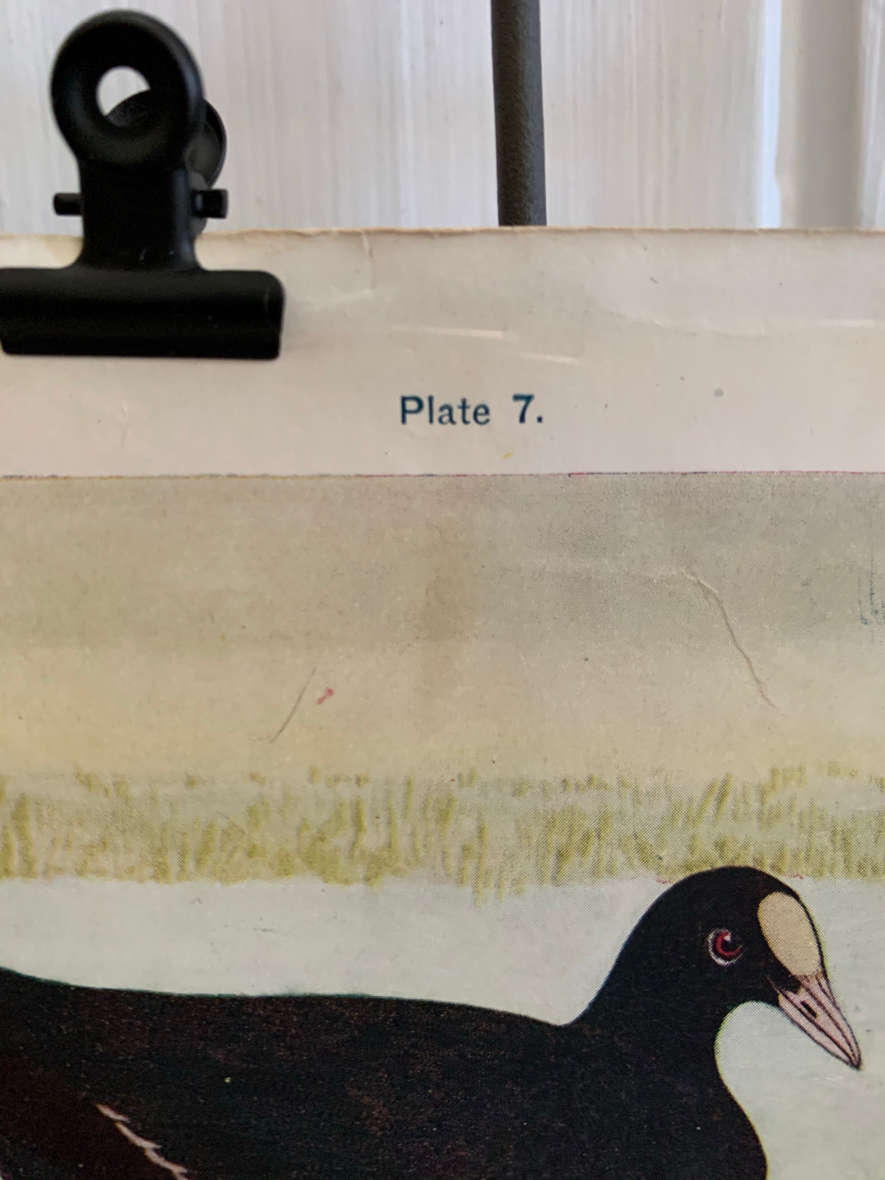 19th Century Coloured Book Plate of a Bird