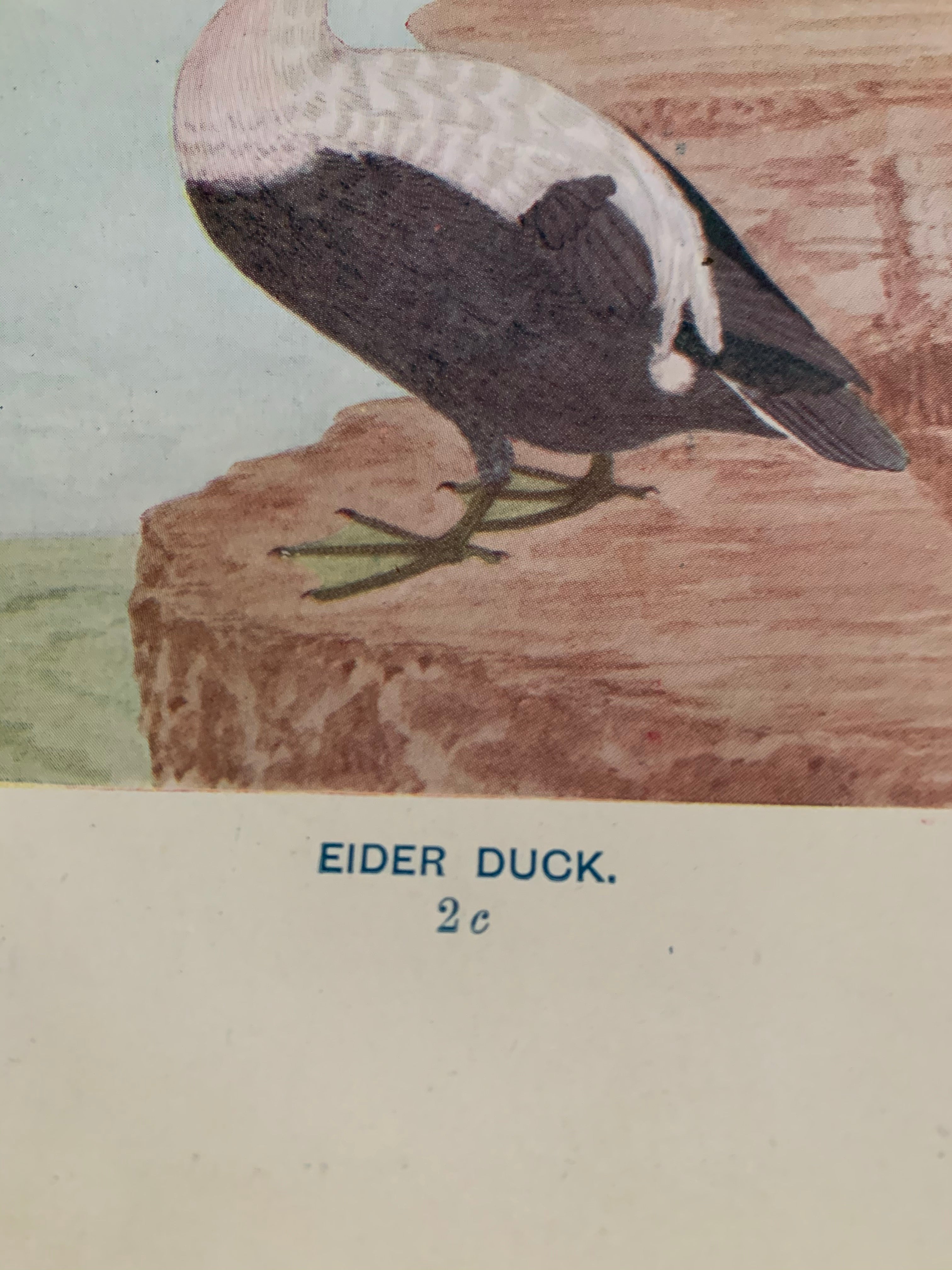 19th Century Coloured Book Plate of a Bird