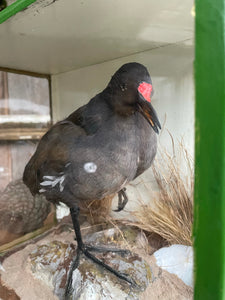 Boxed Taxidermy Moorhen