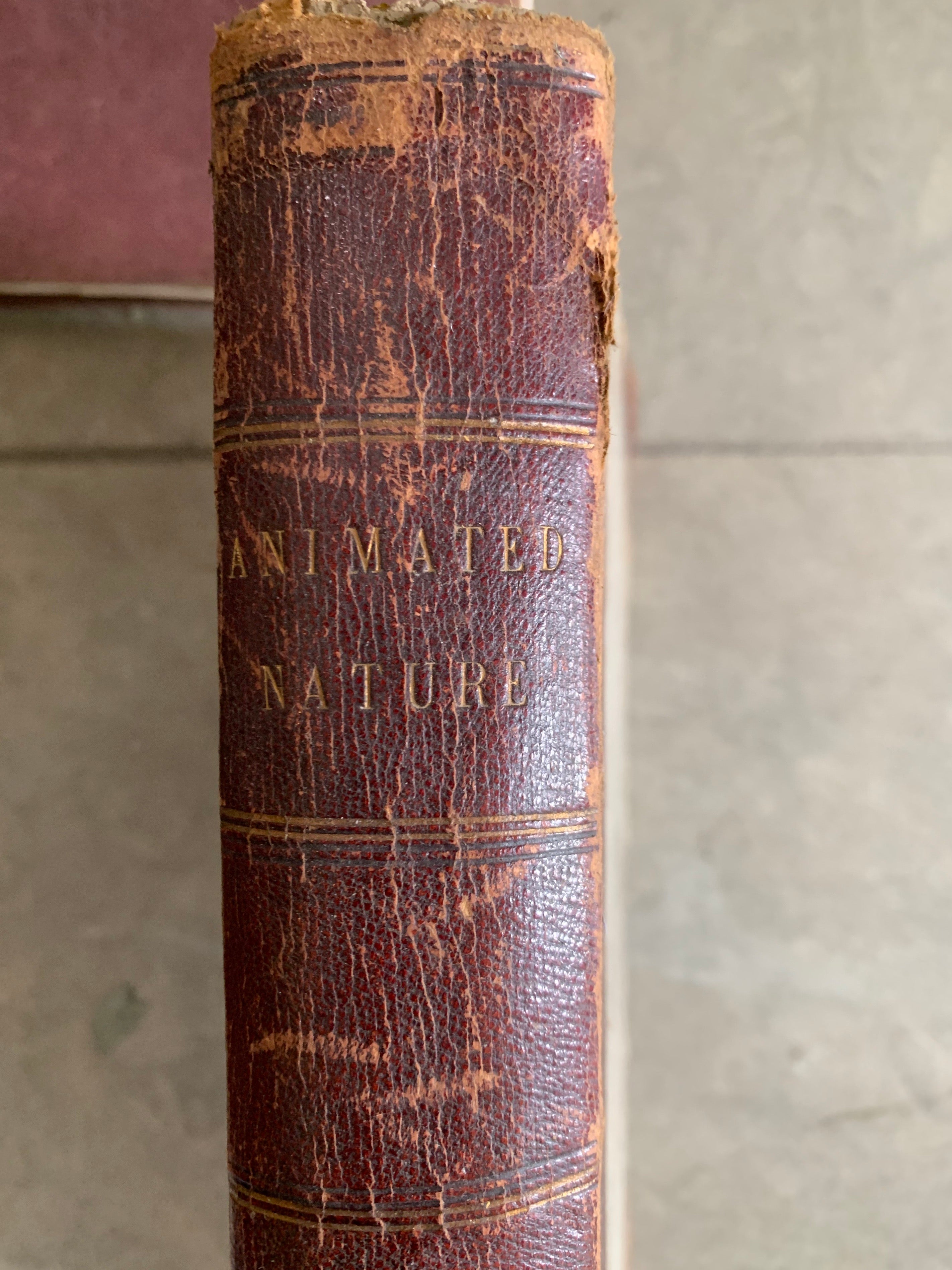 Burgundy Book Bundle with Leather Spines