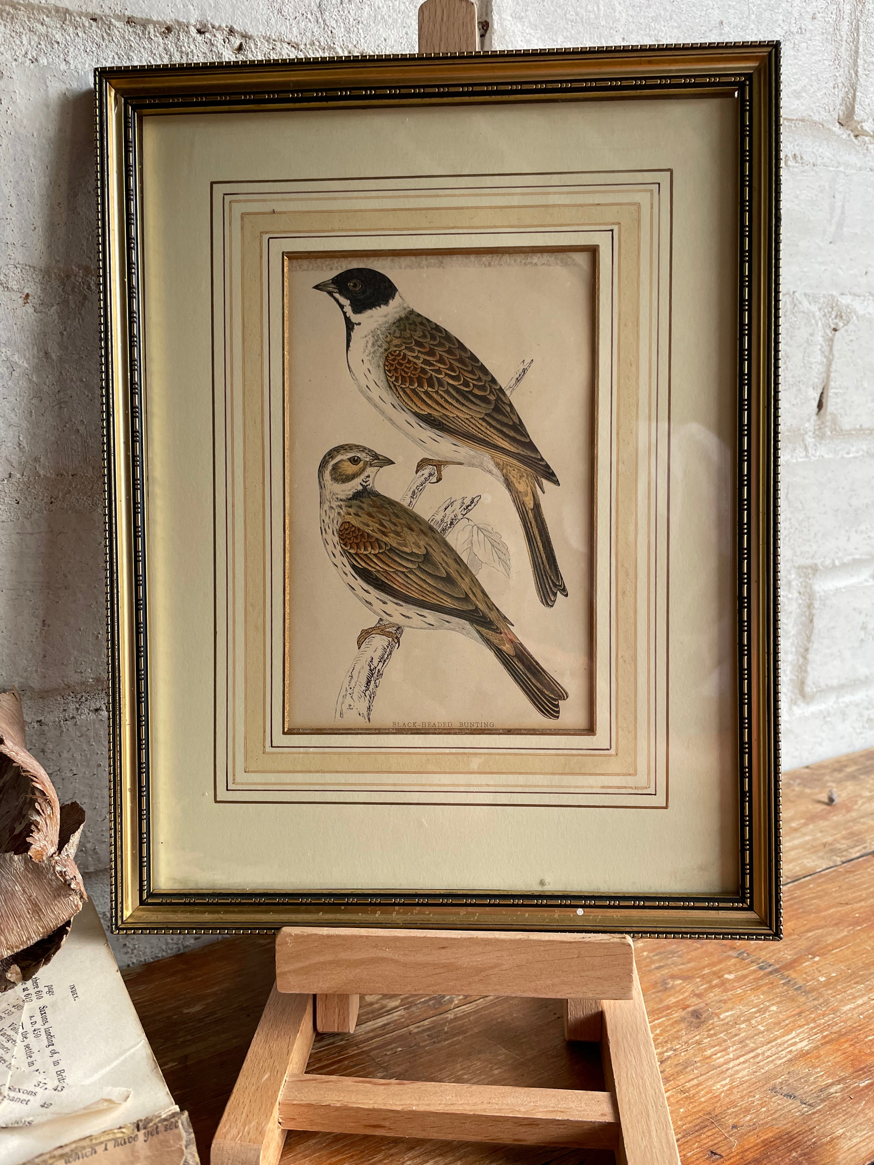19th Century Framed Bird Print: Black-Headed Bunting
