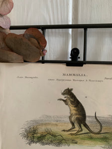 19th Century Coloured Engravings of Mammals: Marsupials