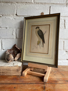 19th Century Framed Bird Print: Goshawk