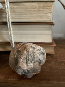 Pair of Fossils