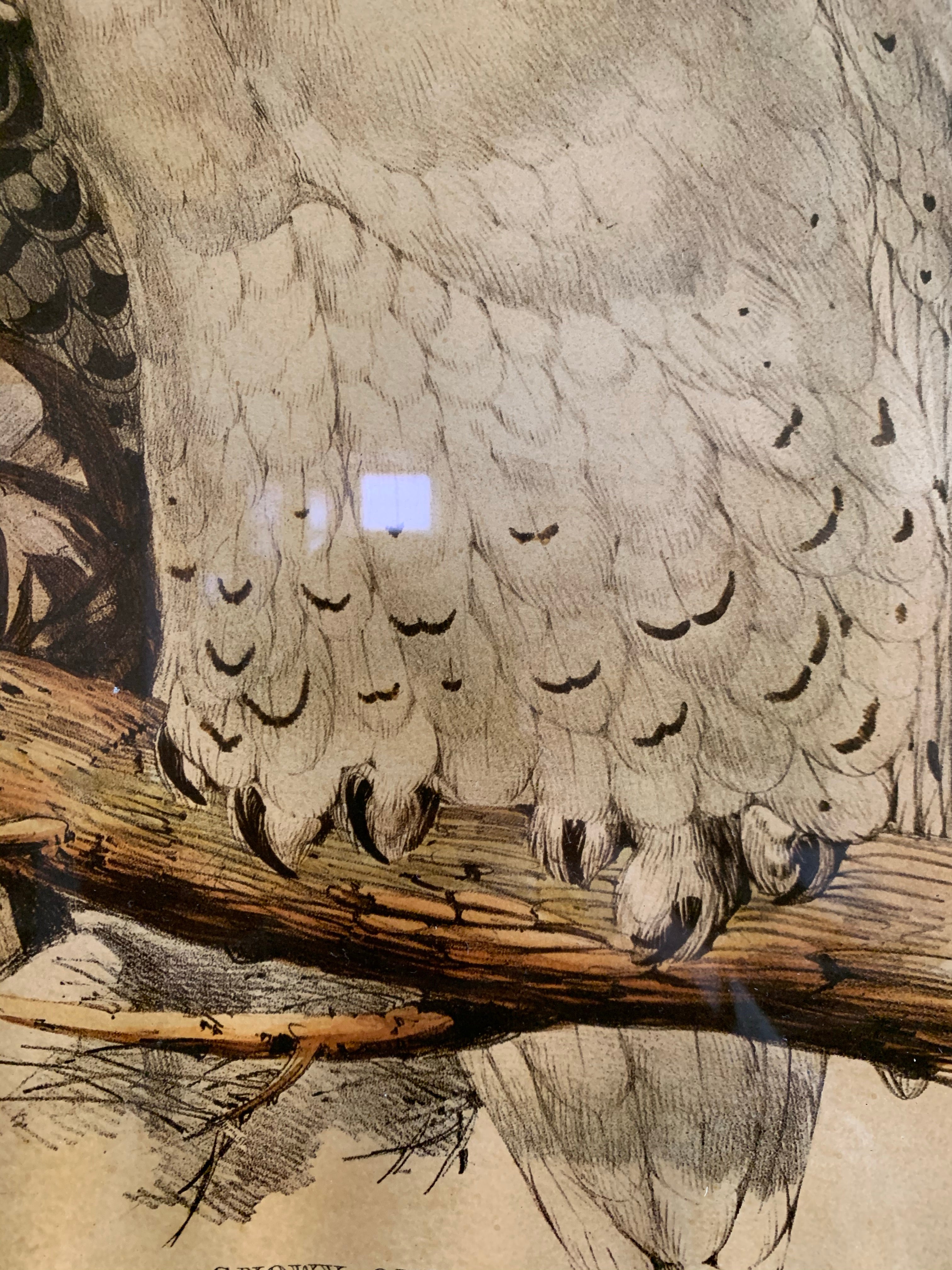 19th Century Framed Print of Owls