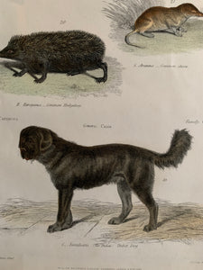 19th Century Coloured Engravings of Mammals: Hedgehogs, Shrews, Moles & Dogs
