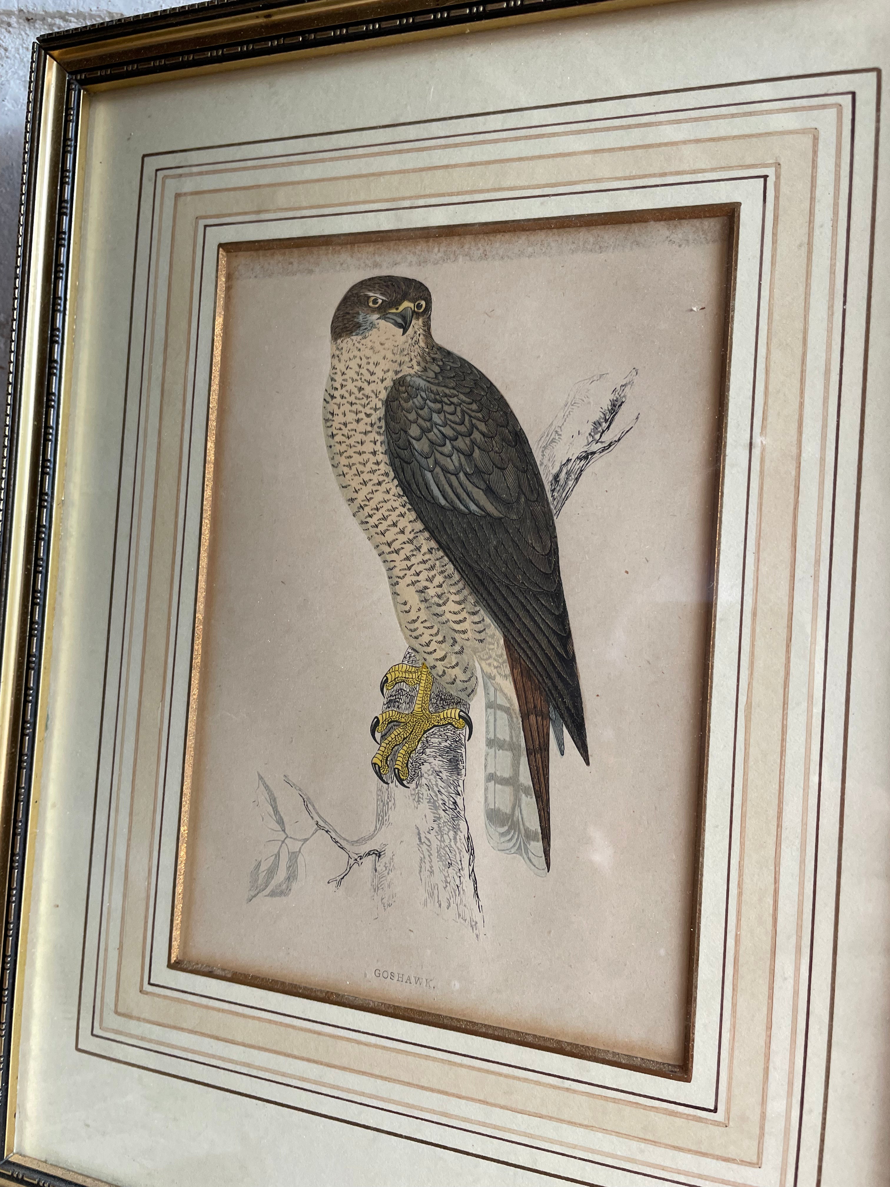 19th Century Framed Bird Print: Goshawk