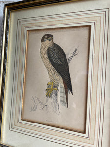 19th Century Framed Bird Print: Goshawk