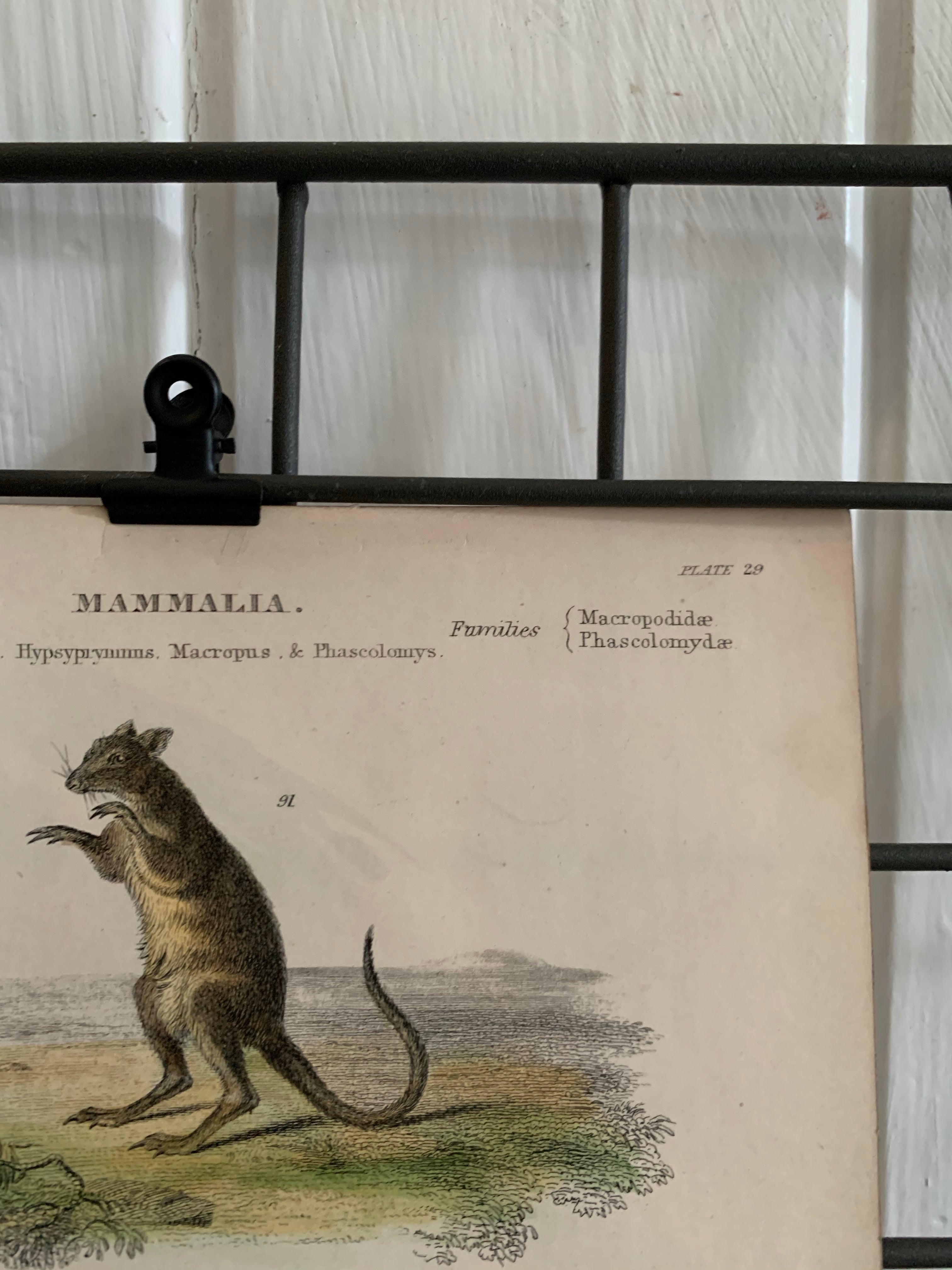 19th Century Coloured Engravings of Mammals: Marsupials