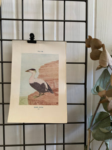 19th Century Coloured Book Plate of a Bird