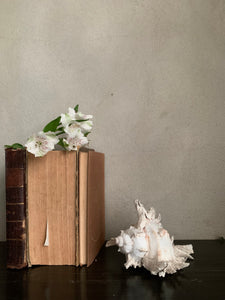 Large White Shell