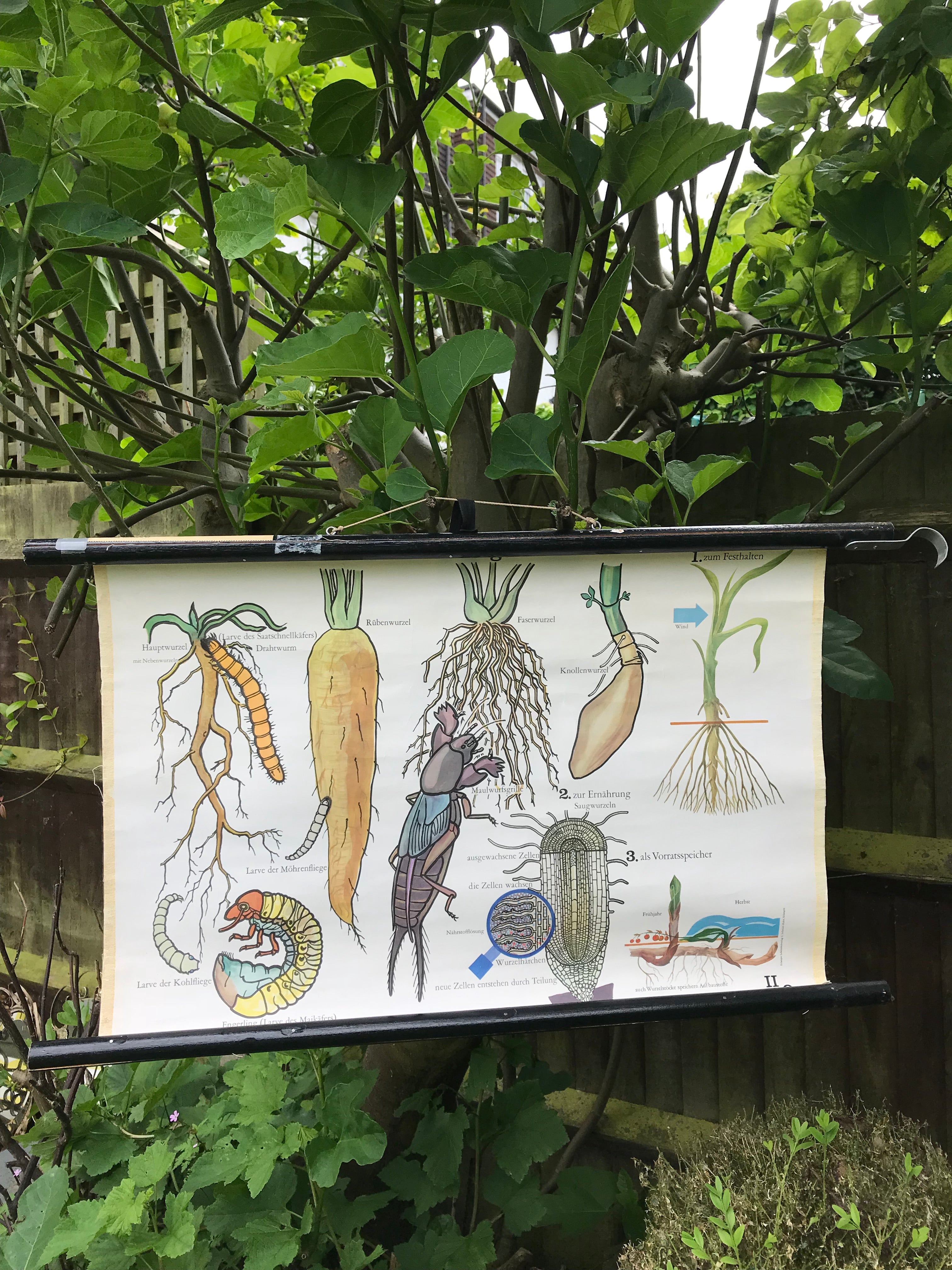 Vintage Botanical School Chart of Root Vegetables and Pests