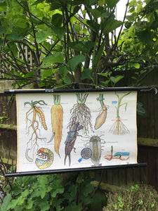 Vintage Botanical School Chart of Root Vegetables and Pests