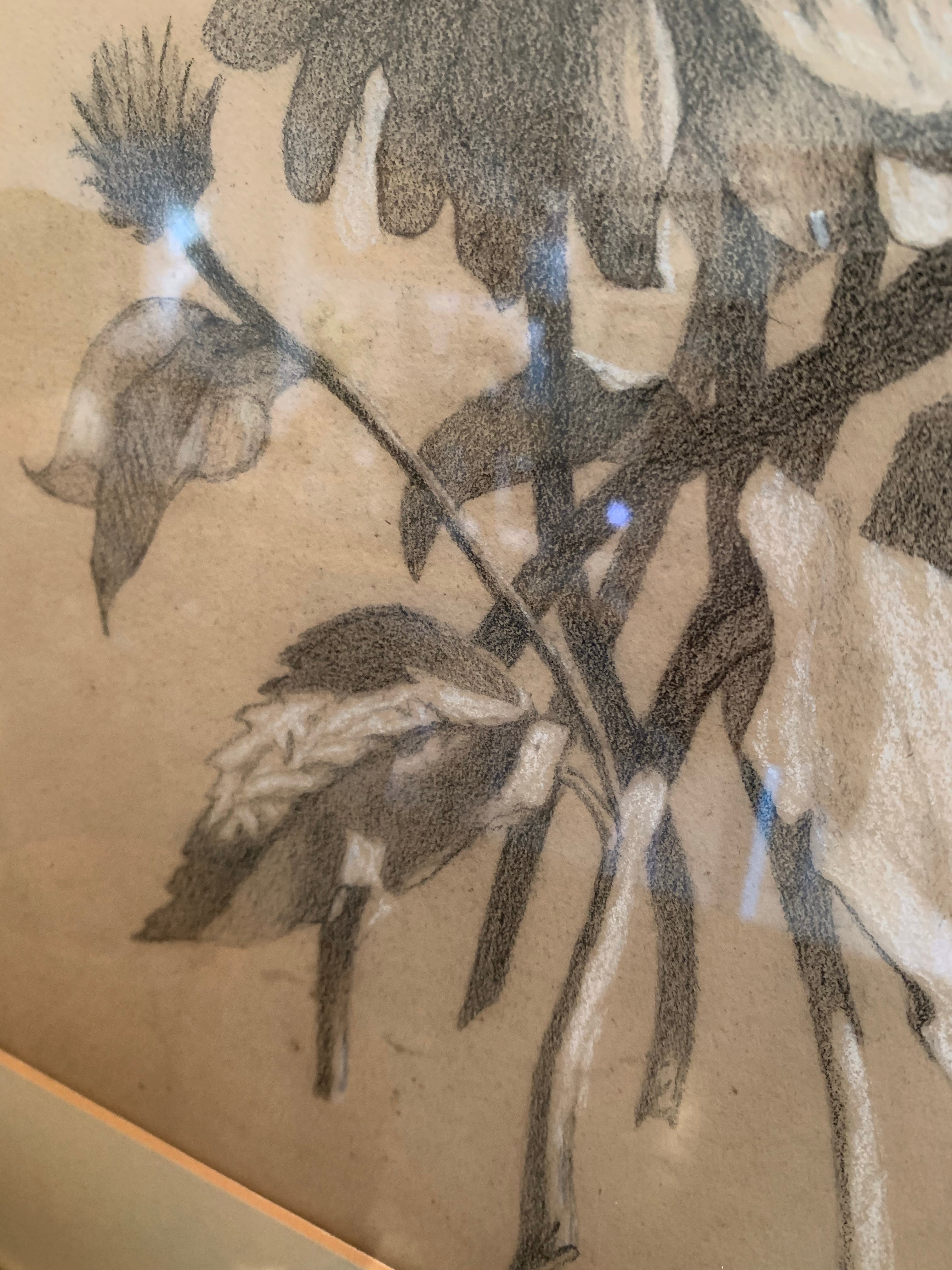 Antique Pencil Drawing of Botanical Flowers