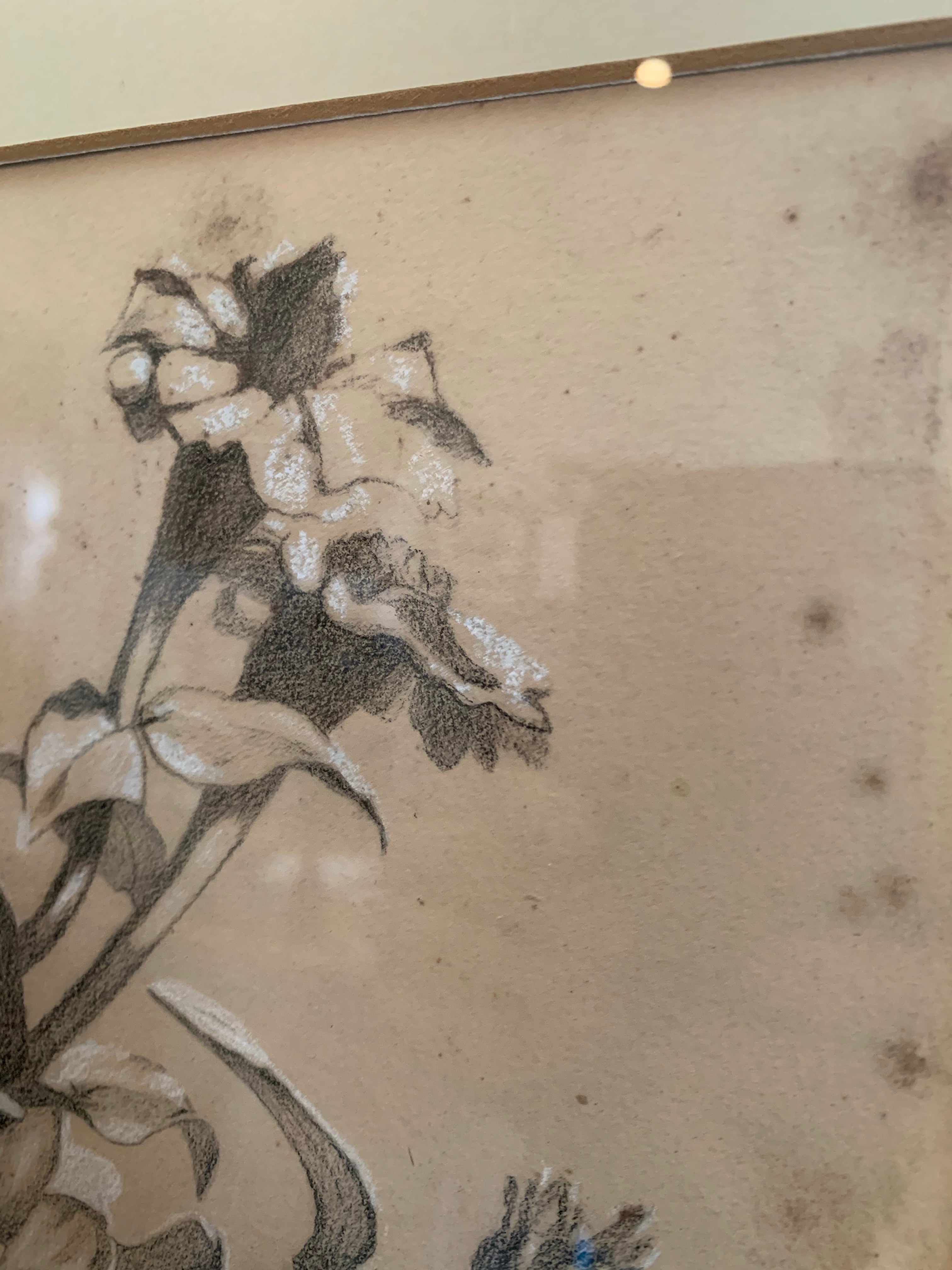 Antique Pencil Drawing of Botanical Flowers