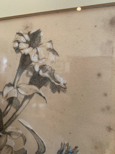 Antique Pencil Drawing of Botanical Flowers