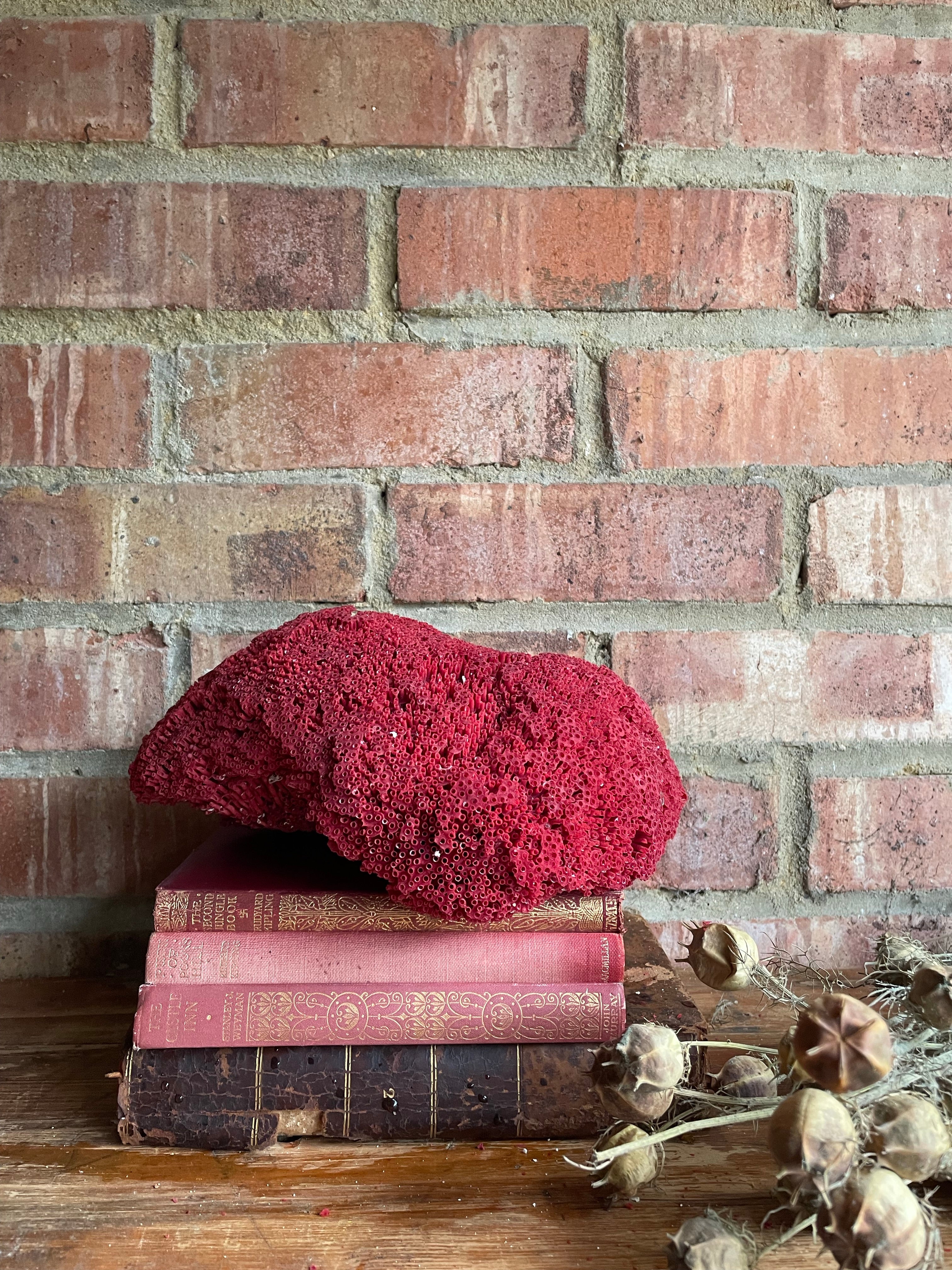 Old Red Coral Specimen