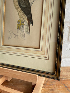 19th Century Framed Bird Print: Goshawk