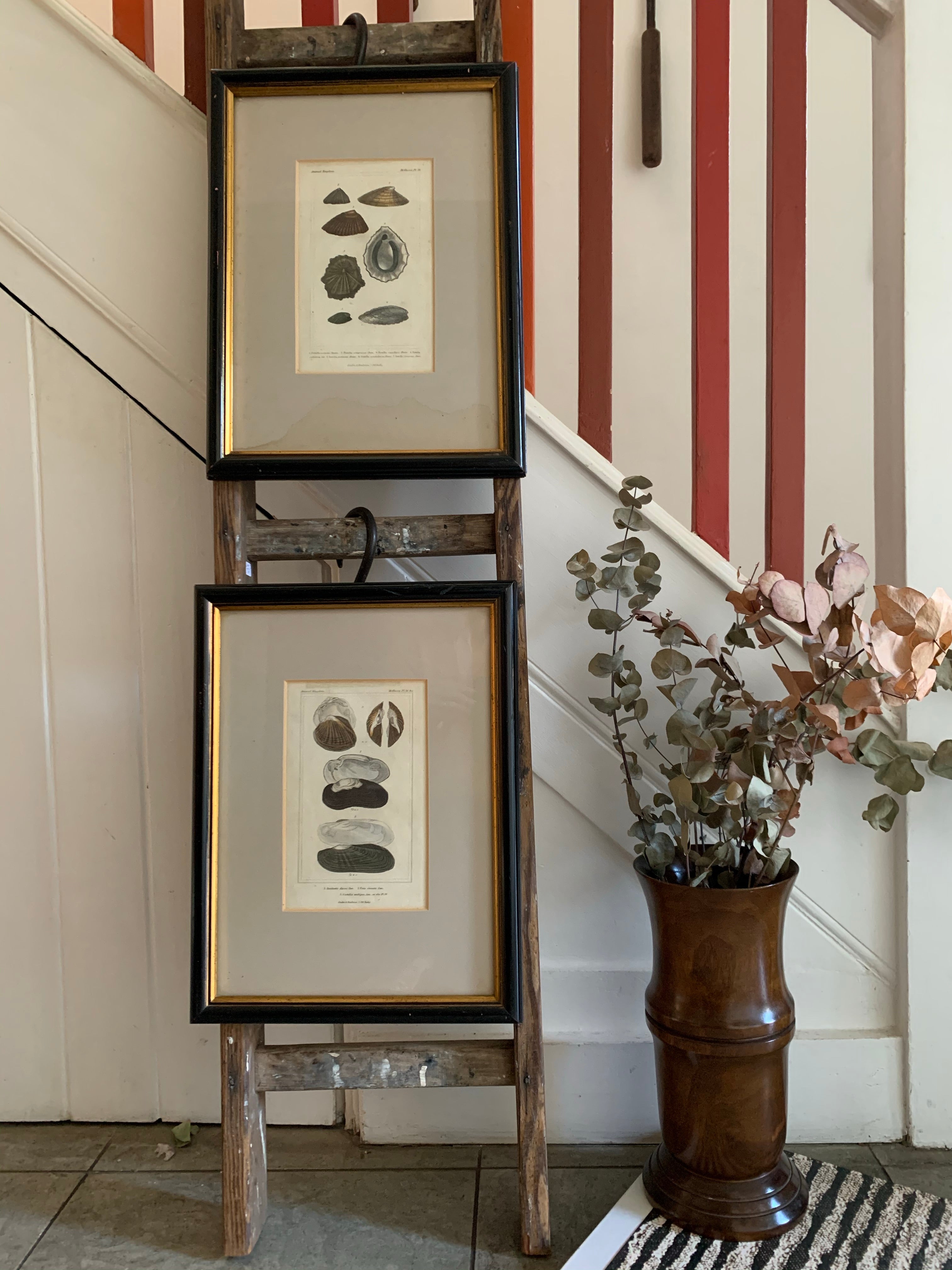 Pair of Framed Antique Plates/Prints of Shells