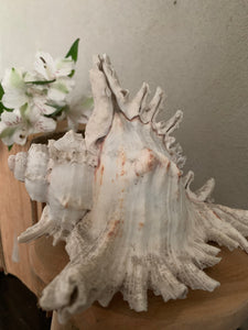 Large White Shell