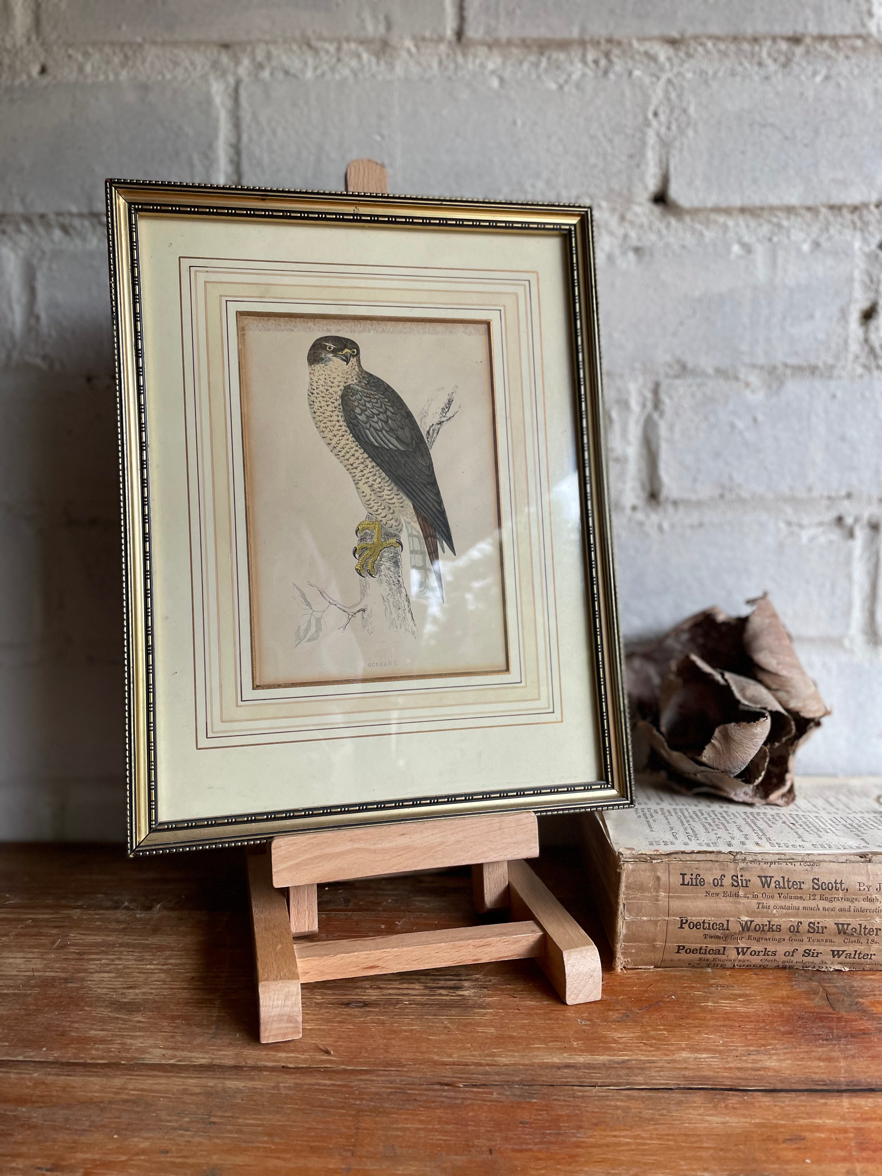 19th Century Framed Bird Print: Goshawk