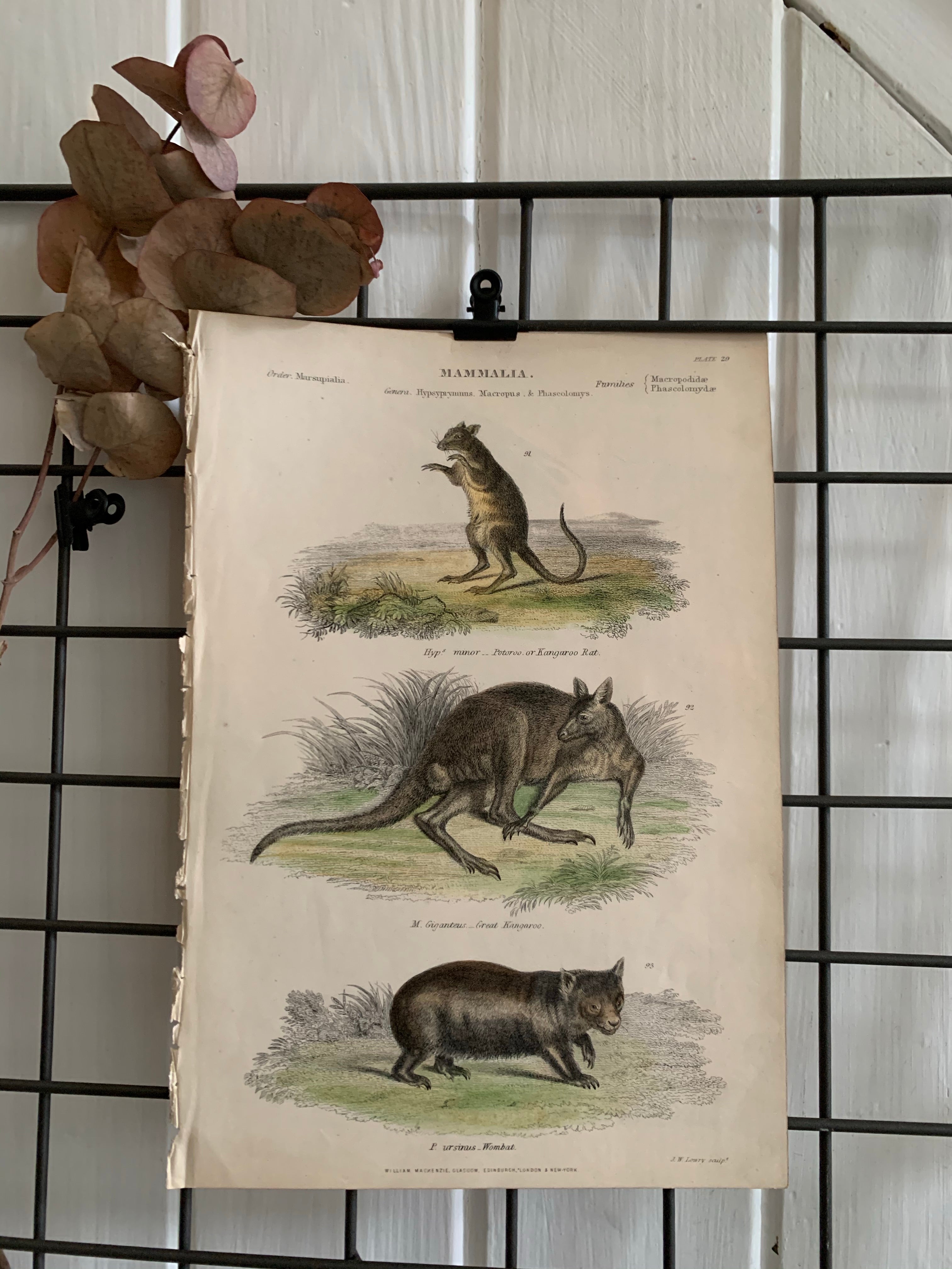 19th Century Coloured Engravings of Mammals: Marsupials