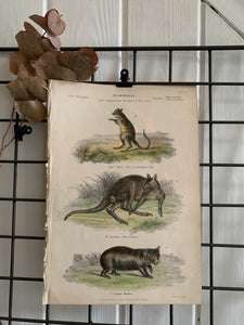 19th Century Coloured Engravings of Mammals: Marsupials